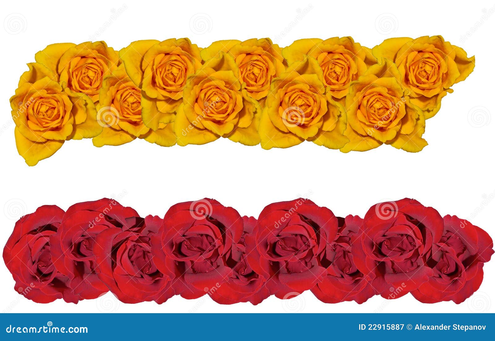 Line from roses. stock image. Image of colored, head 22915887