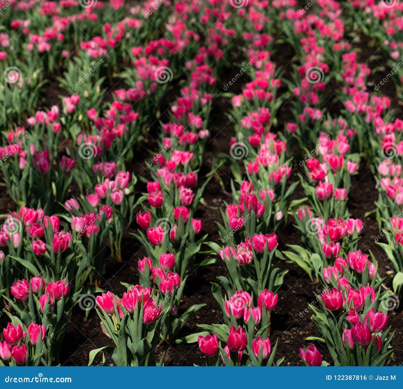 Line Of Tulips Stock Photo Image Of Garden Flowerbed 122387816