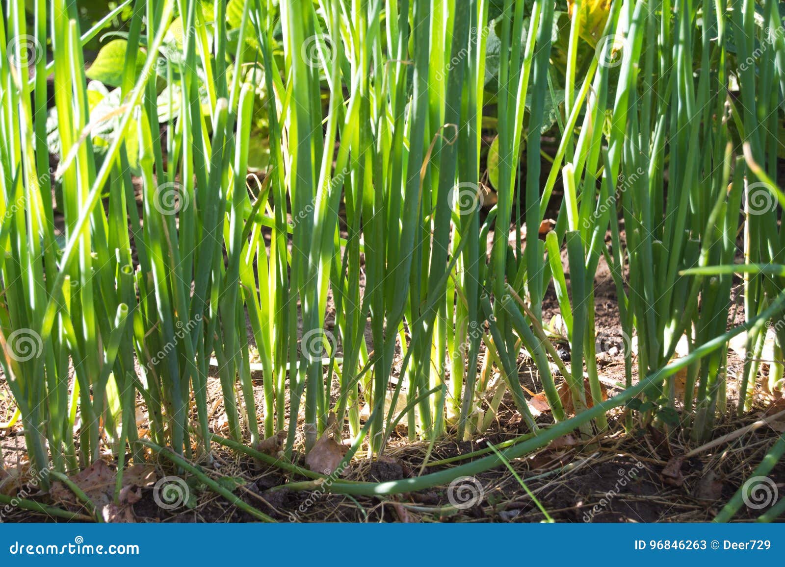 Line Up the Green Onions stock image. Image of green 96846263