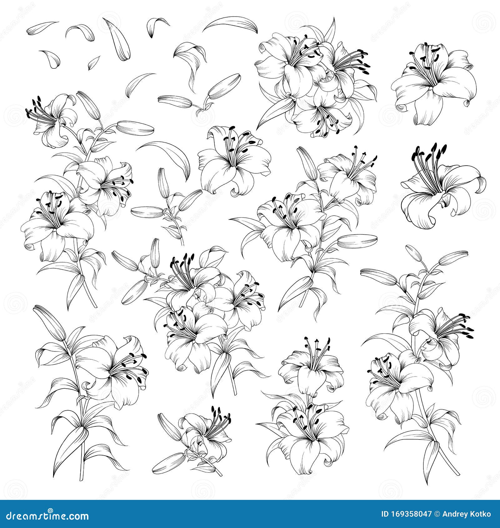 linear style set of white lilies, hand drawn contour  of flowers  on a white background. white lily
