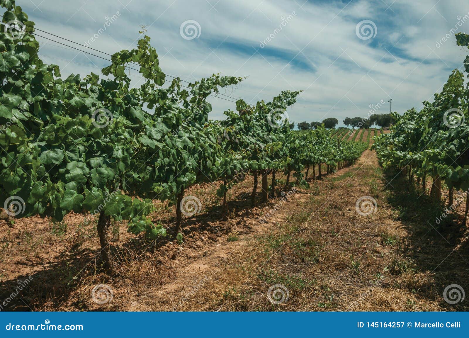 Lined Vines Going Up The Hill In A Vineyard Near Estremoz ...