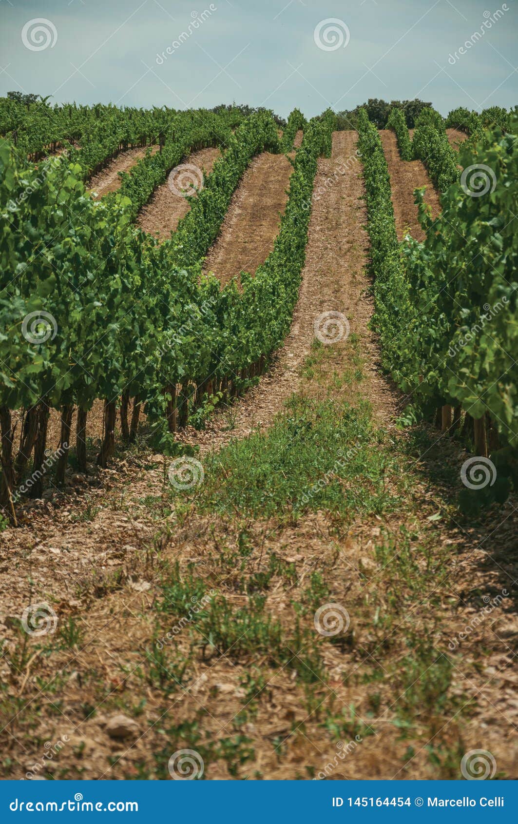 Lined Vines Going Up The Hill In A Vineyard Near Estremoz ...