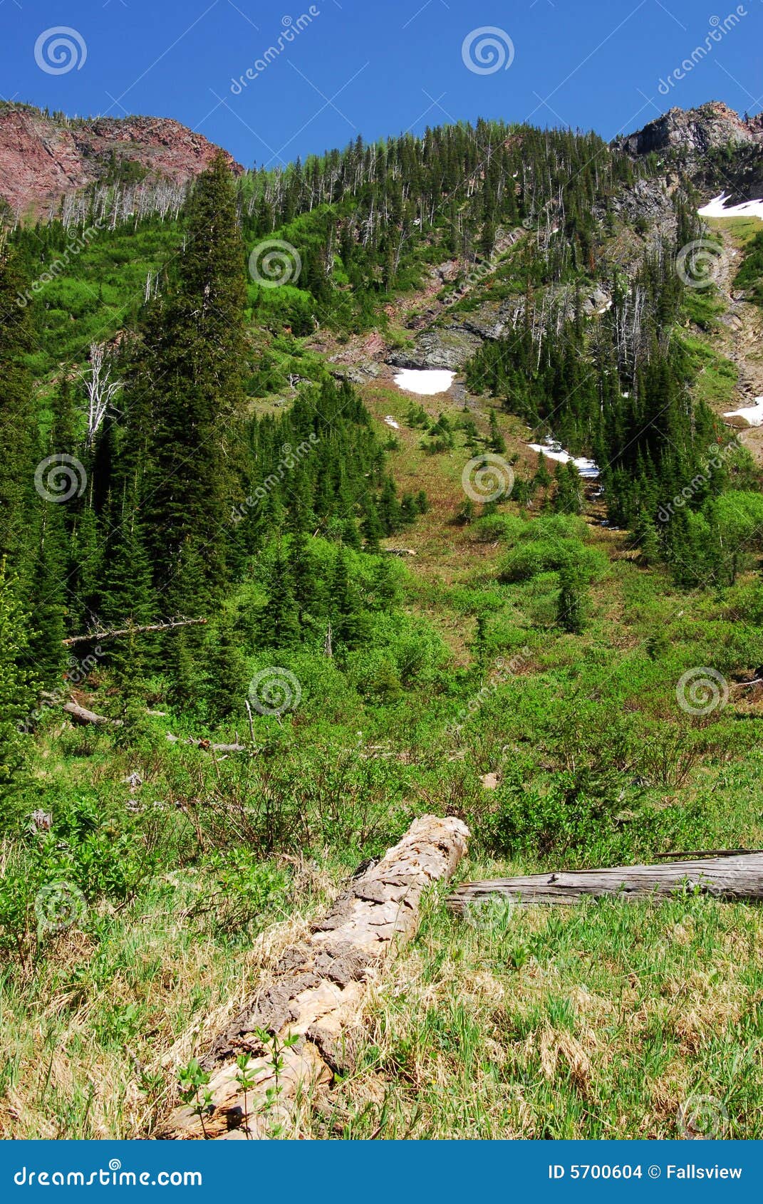 Lineham Ridge, Forest and Meadows Stock Photo Image of hiking