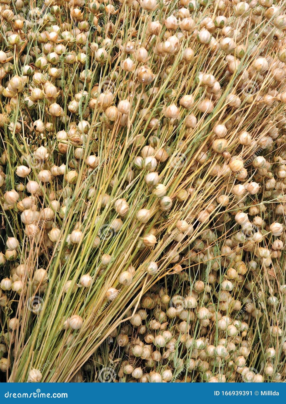 sneeuwman Diakritisch Bestrating Linen Plant with Seeds, Lithuania Stock Image - Image of white, ripe:  166939391