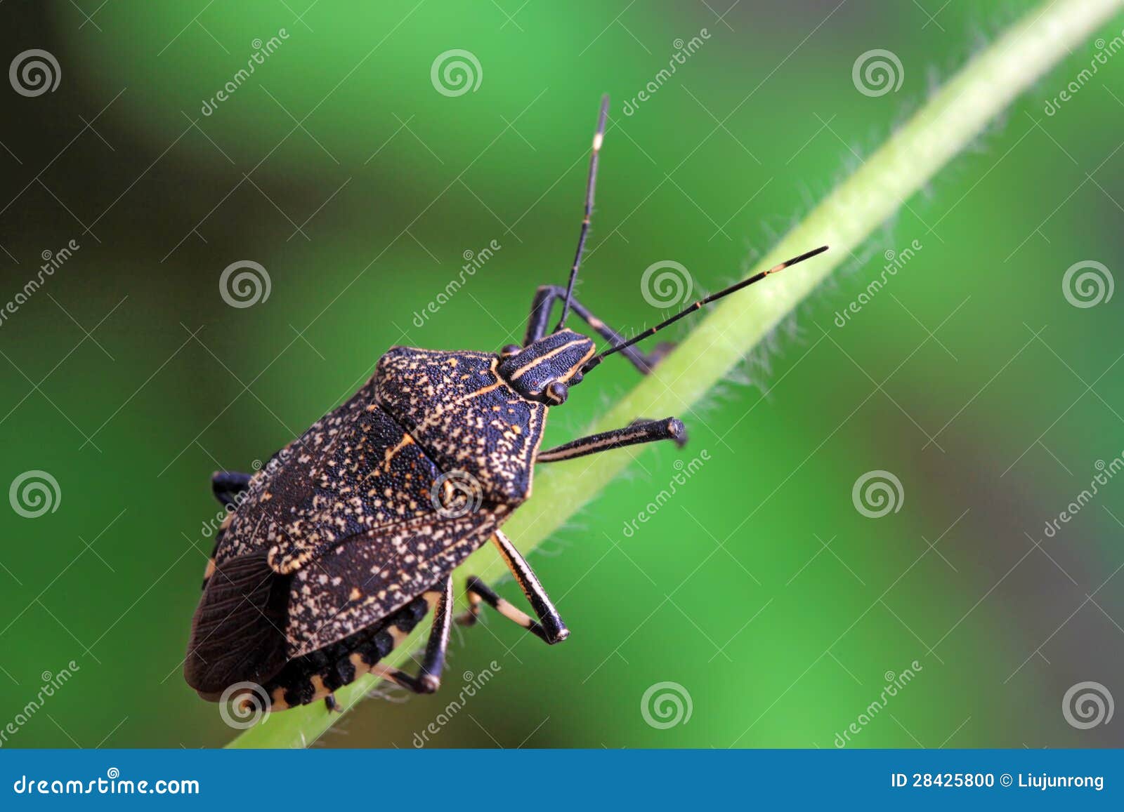 Linen skin stinkbug stock photo. Image of ecology, black 28425800