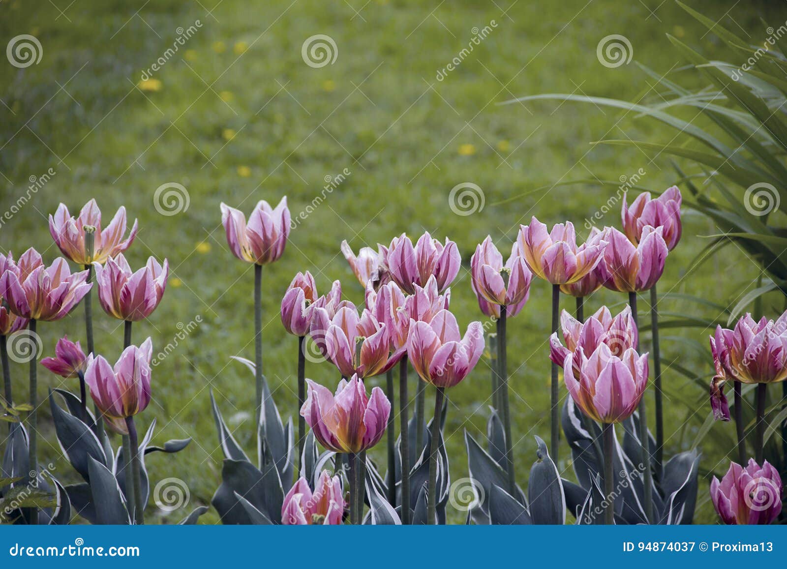 lines of colorful tulps in spring garden