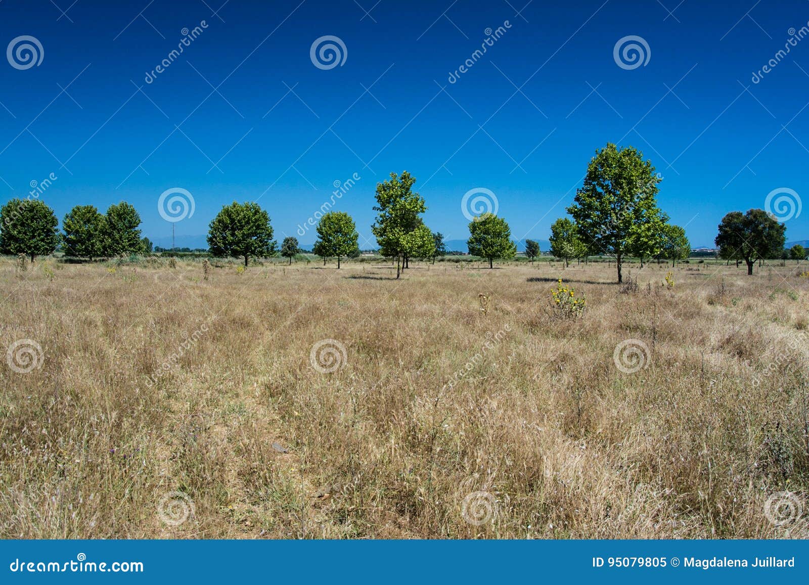 Lines of Pine Trees and Grassland Stock Image Image of brava, land