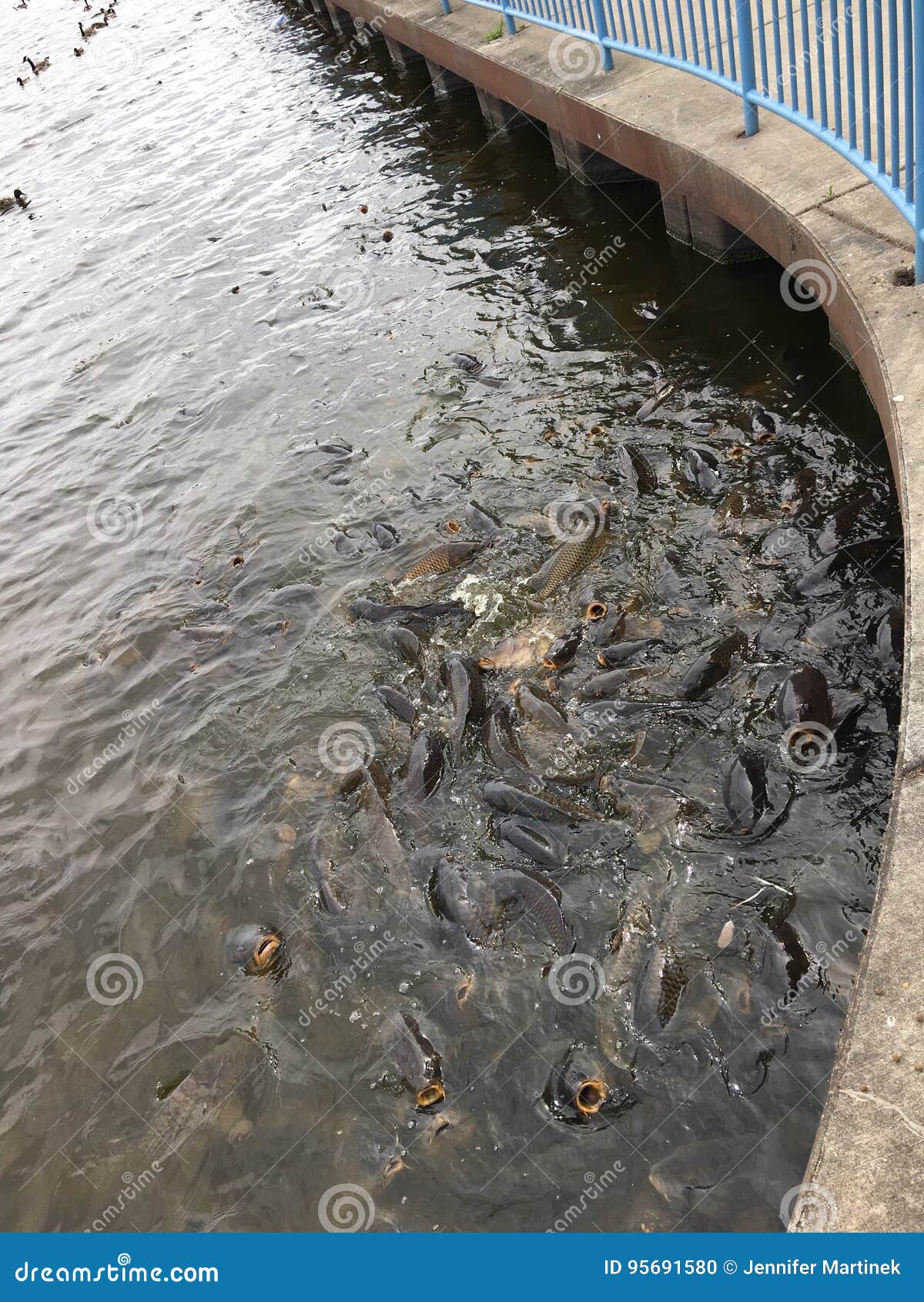 Linesville Spillway stock photo. Image of carp, spillway 95691580