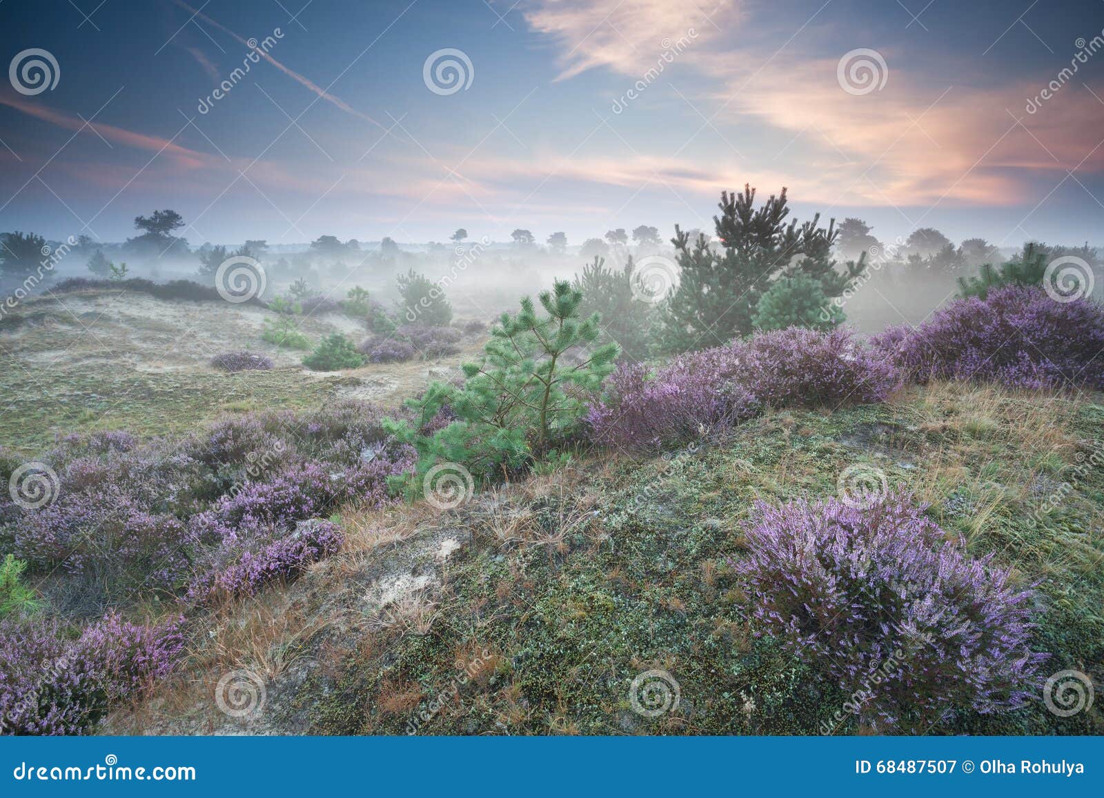 ling flowers on hills in misty morning