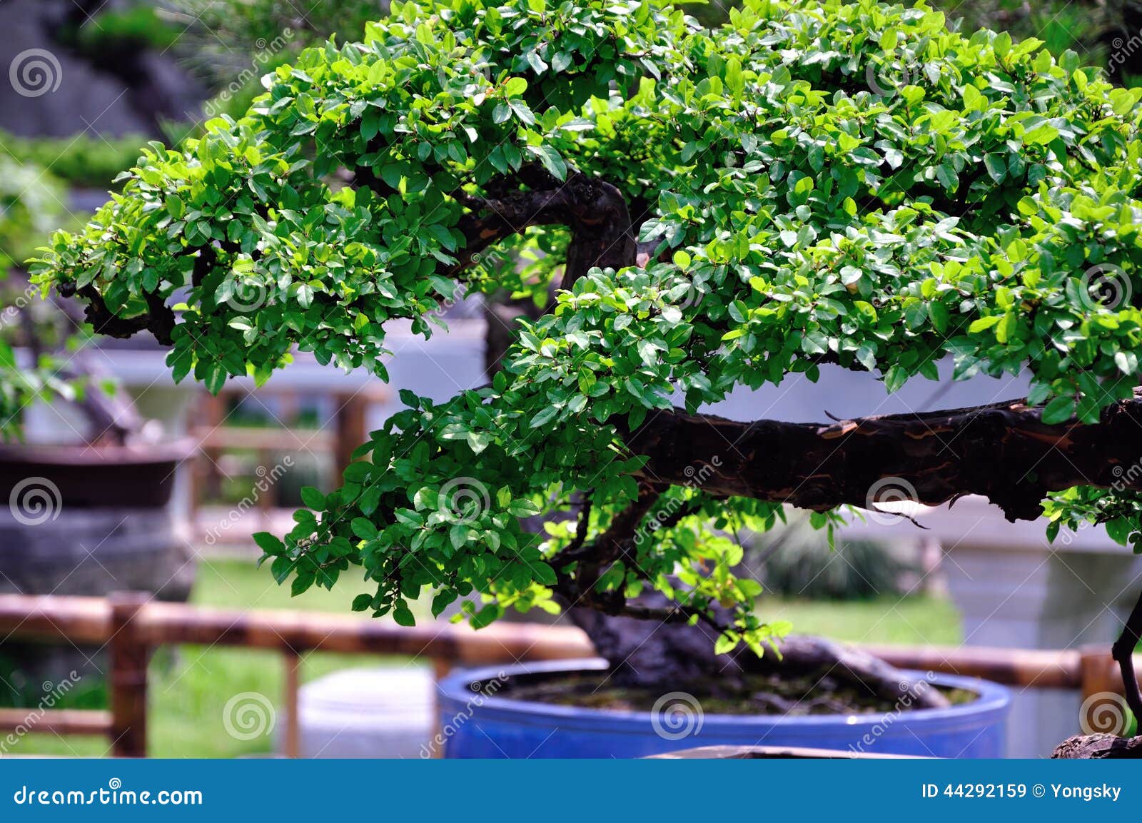 Lingering Garden bonsai stock image. Image of bonsai - 44292159