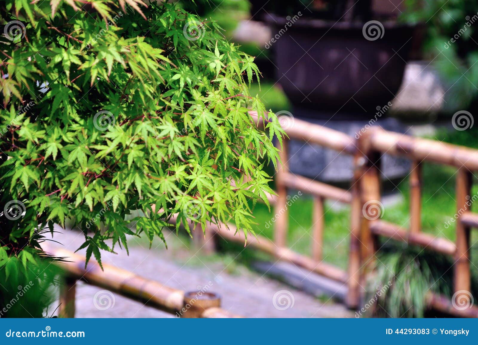 Lingering Garden bonsai stock image. Image of rocks, basic - 44293083