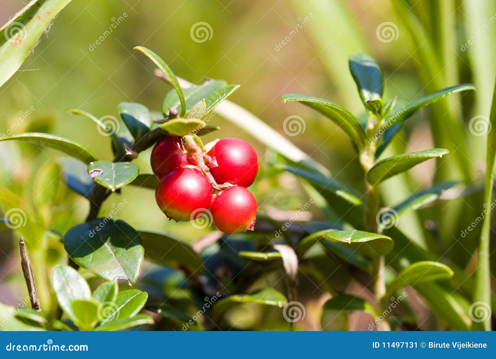 lingonberry plants near me lingonberry plants near me