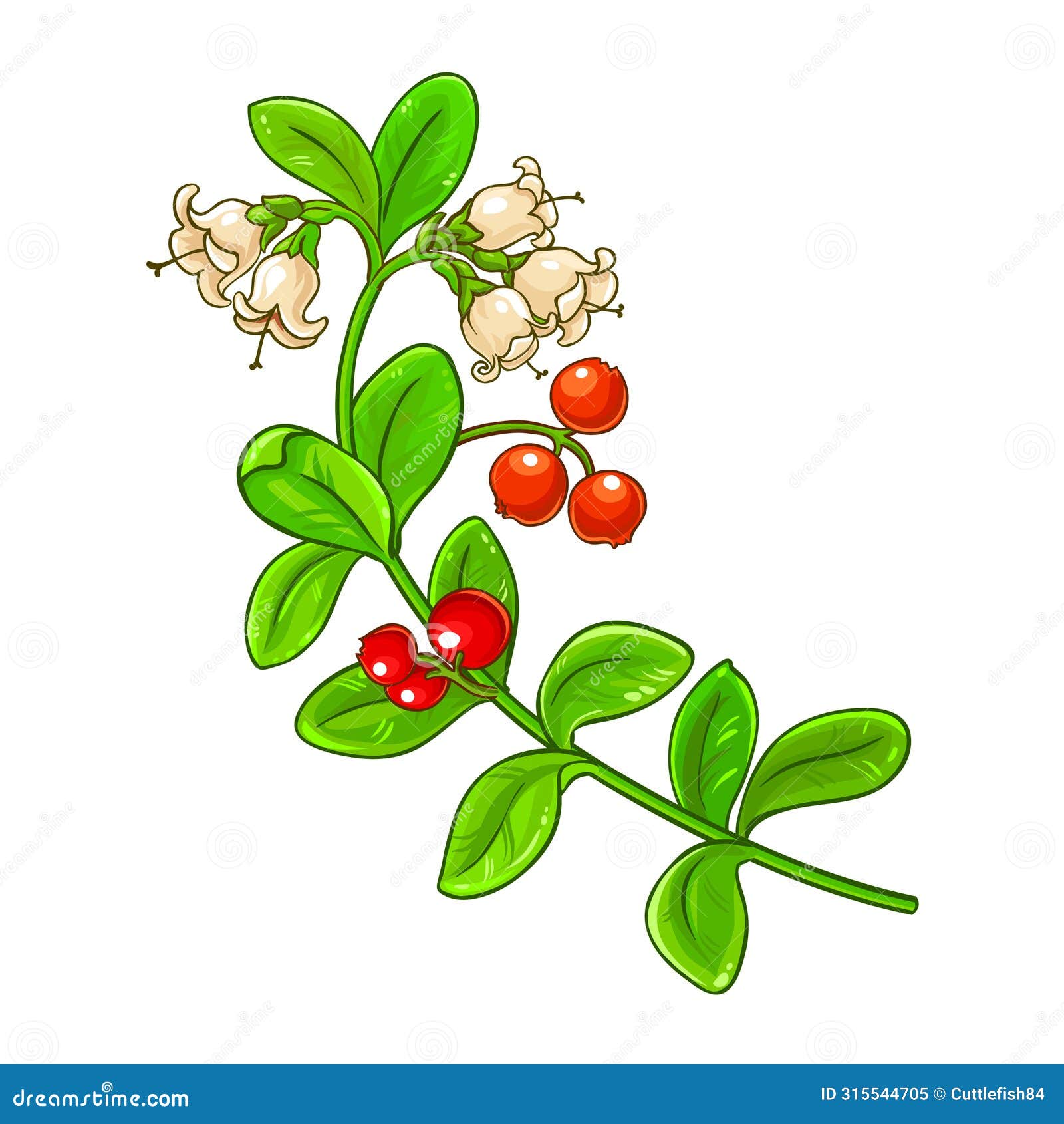 lingonberry branch colored detailed llustration