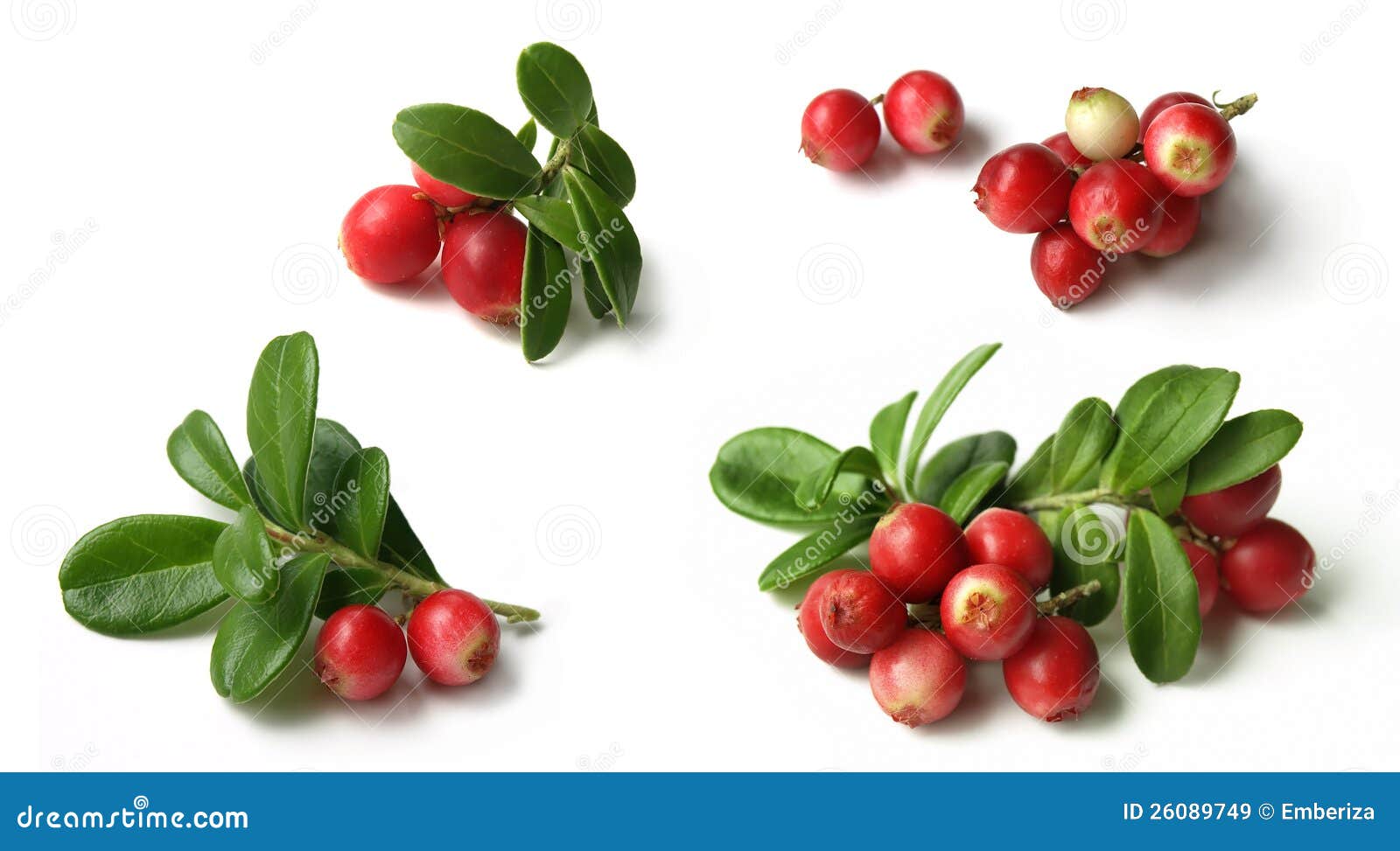 lingonberry (vaccinium vitis-idaea )