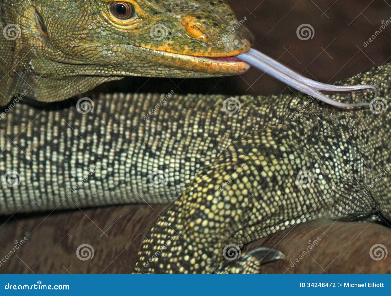 Lingua della lucertola fotografia stock. Immagine di video 34248472