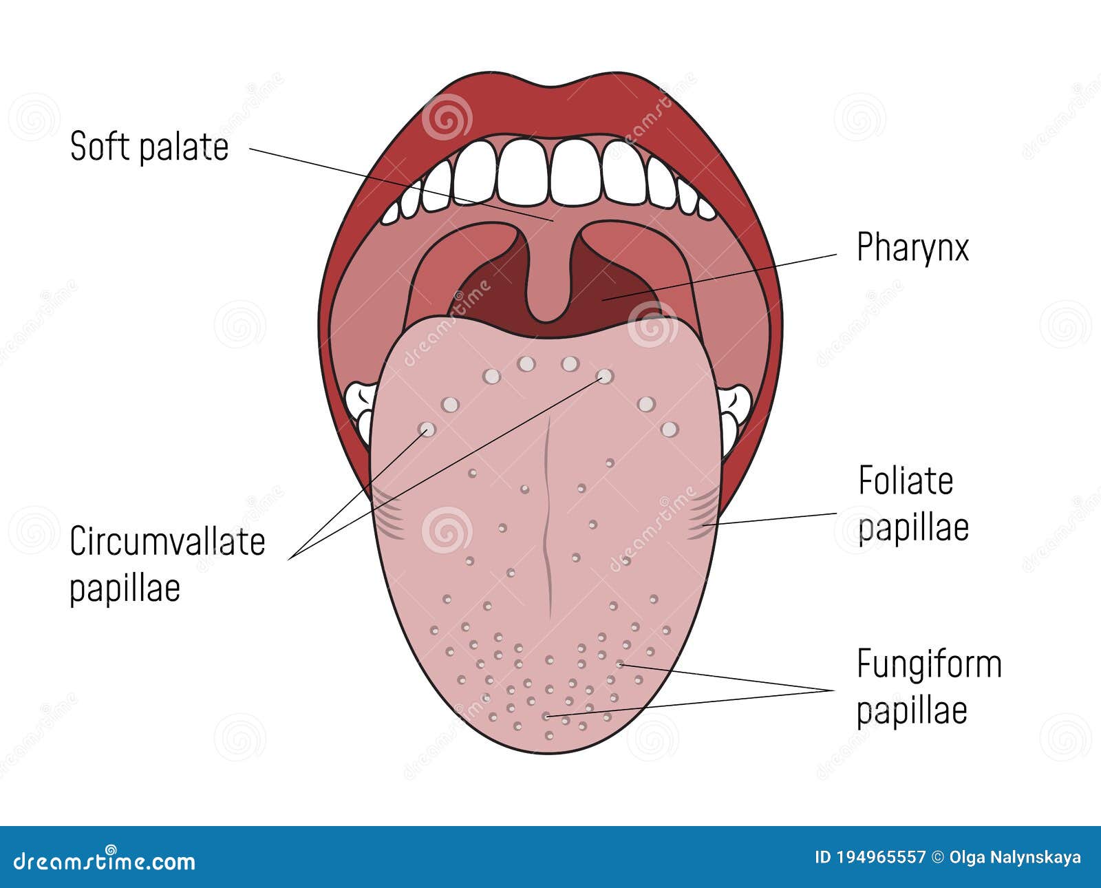 Taste Buds On Tongue