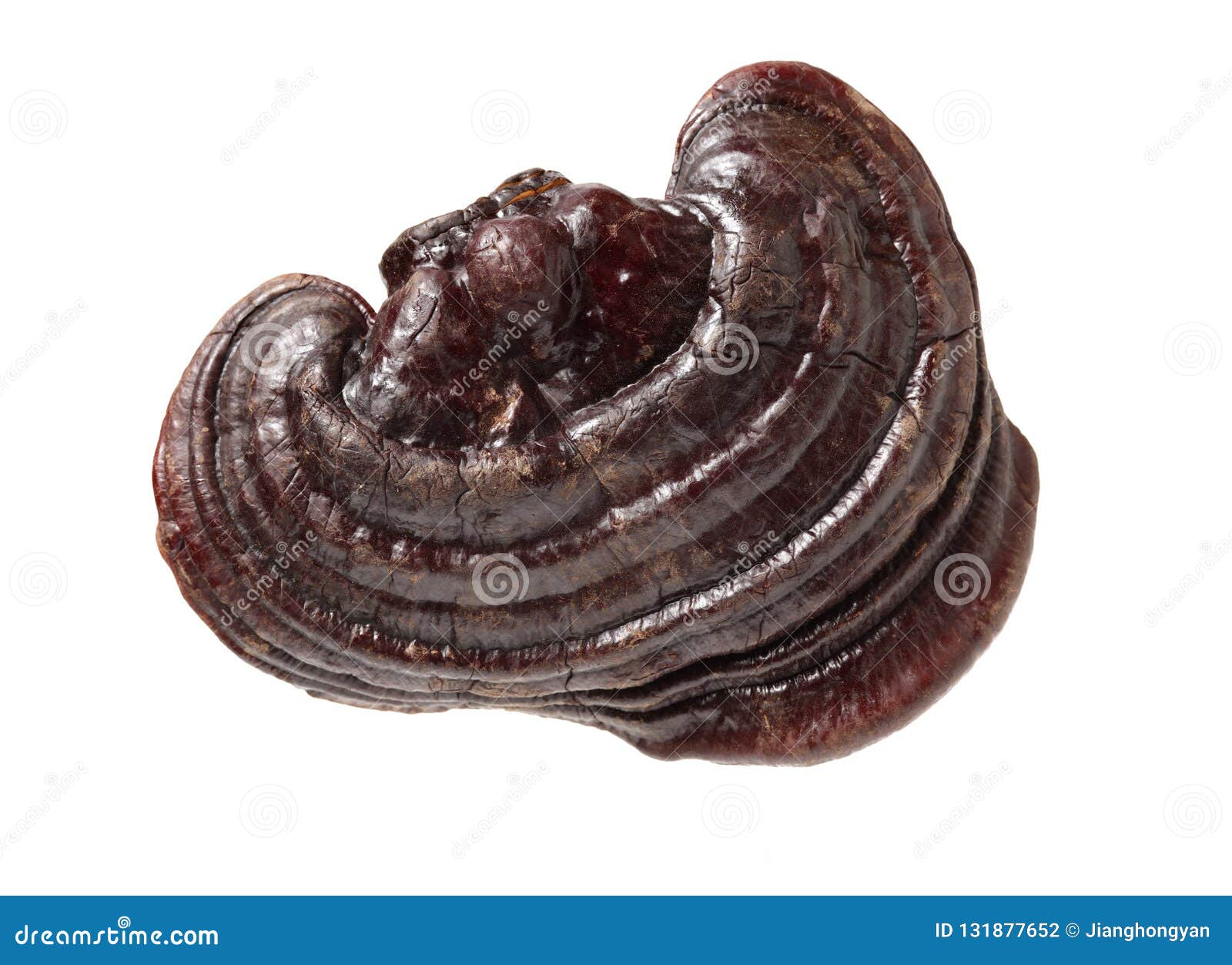 Lingzhi Mushroom Ganoderma Lucidum Stock Photo Image of cancer