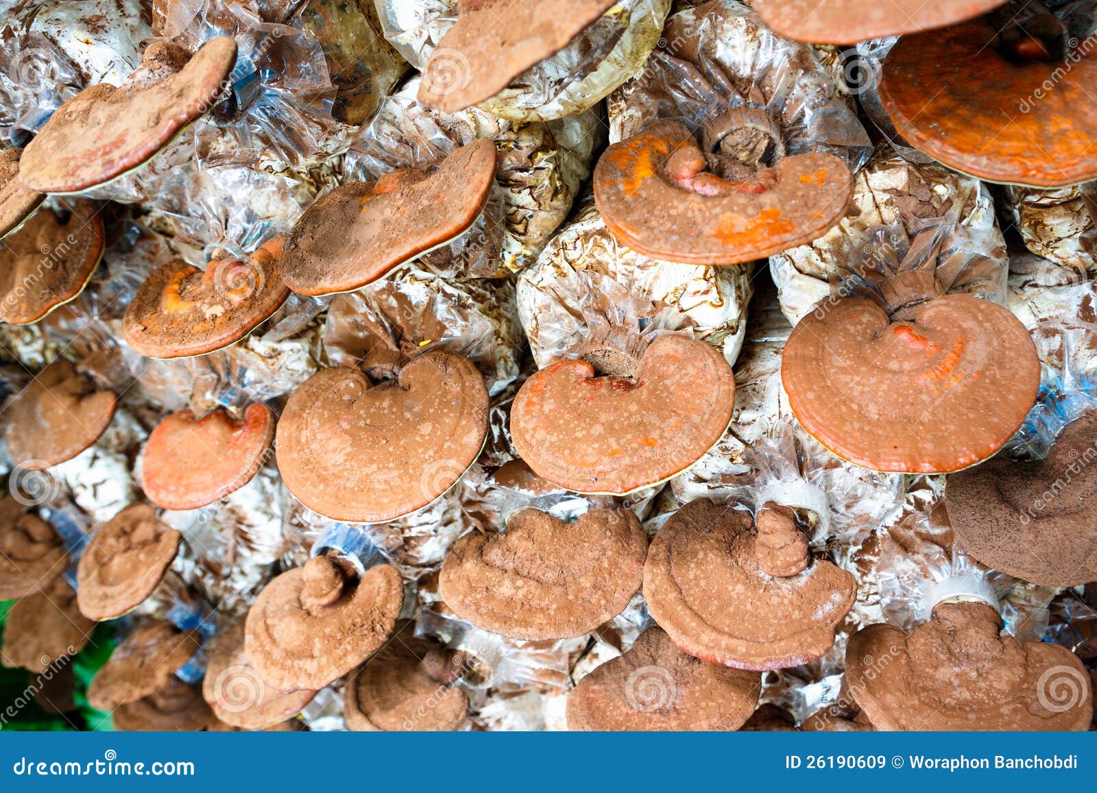 Lingzhi mushrooms stock image. Image of fungi, nature 26190609
