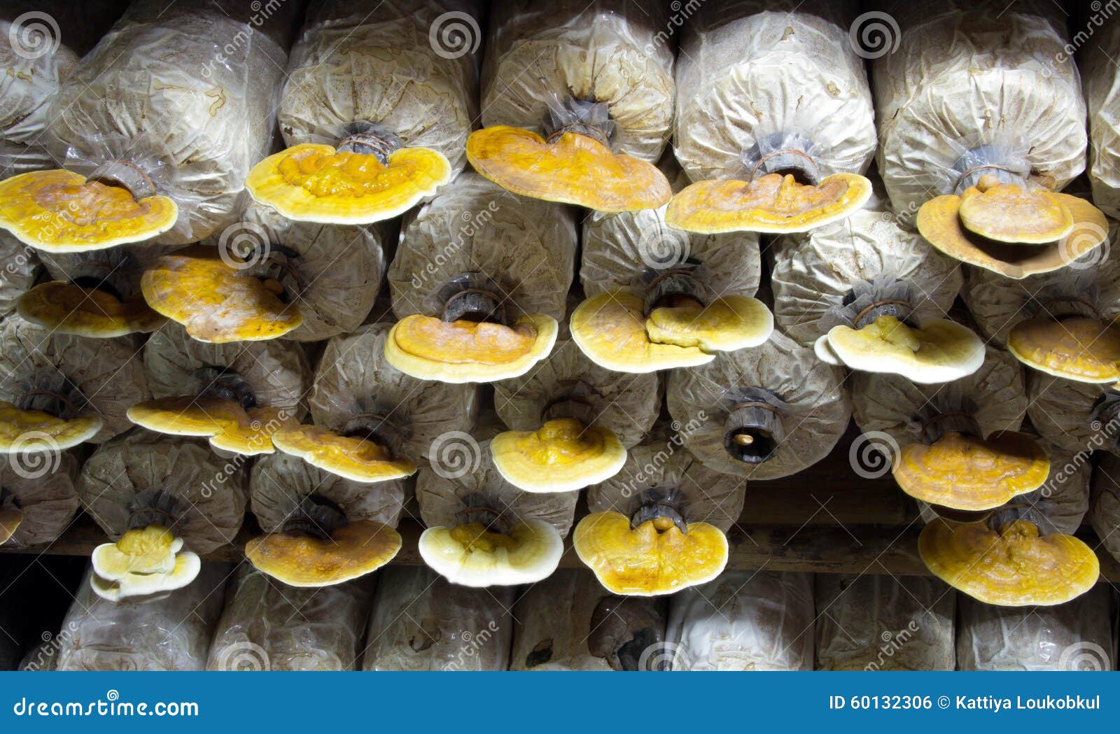 read security protocols 8th international workshop cambridge uk april 35 2000 revised papers