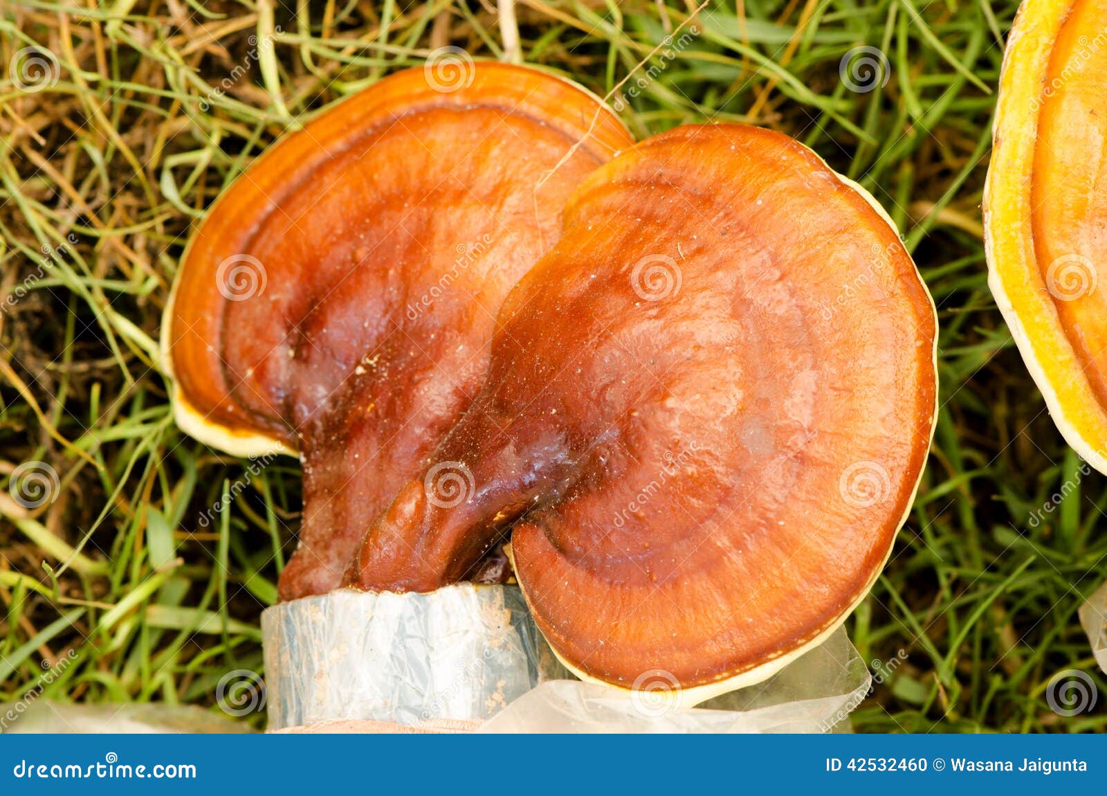 Lingzhi mushrooms plant stock photo. Image of lingzhi 42532460