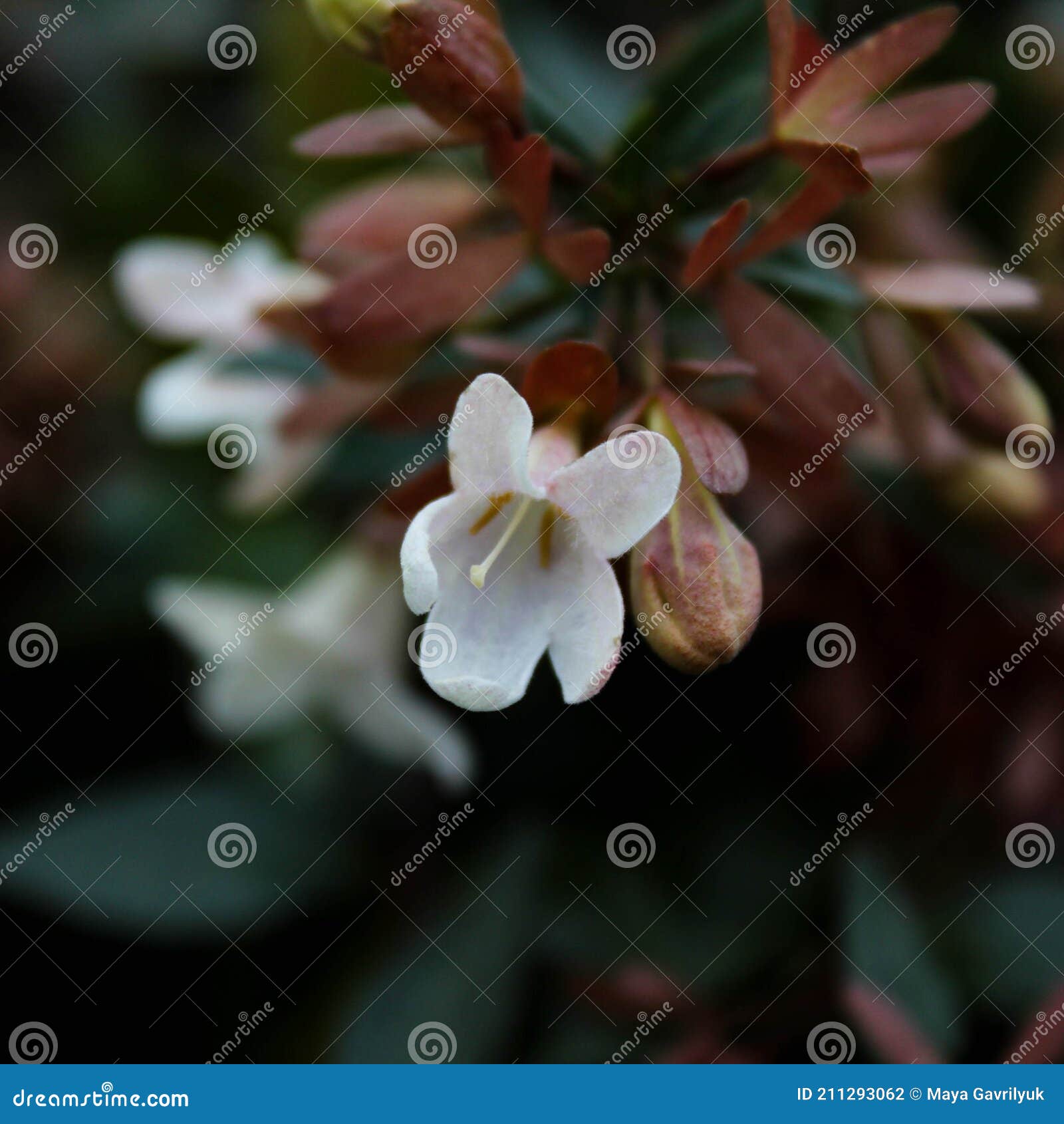 linnaea grandiflora white flowers in bloom in early spring
