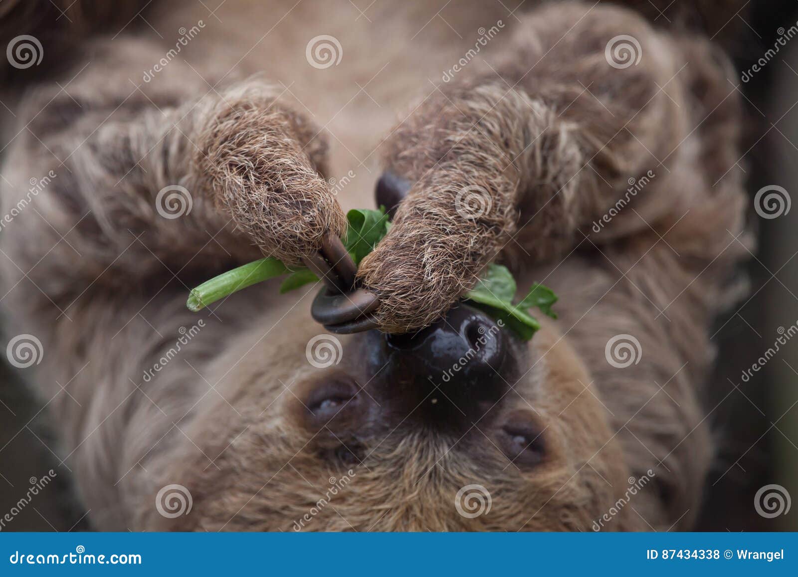 linnaeus`s two-toed sloth choloepus didactylus
