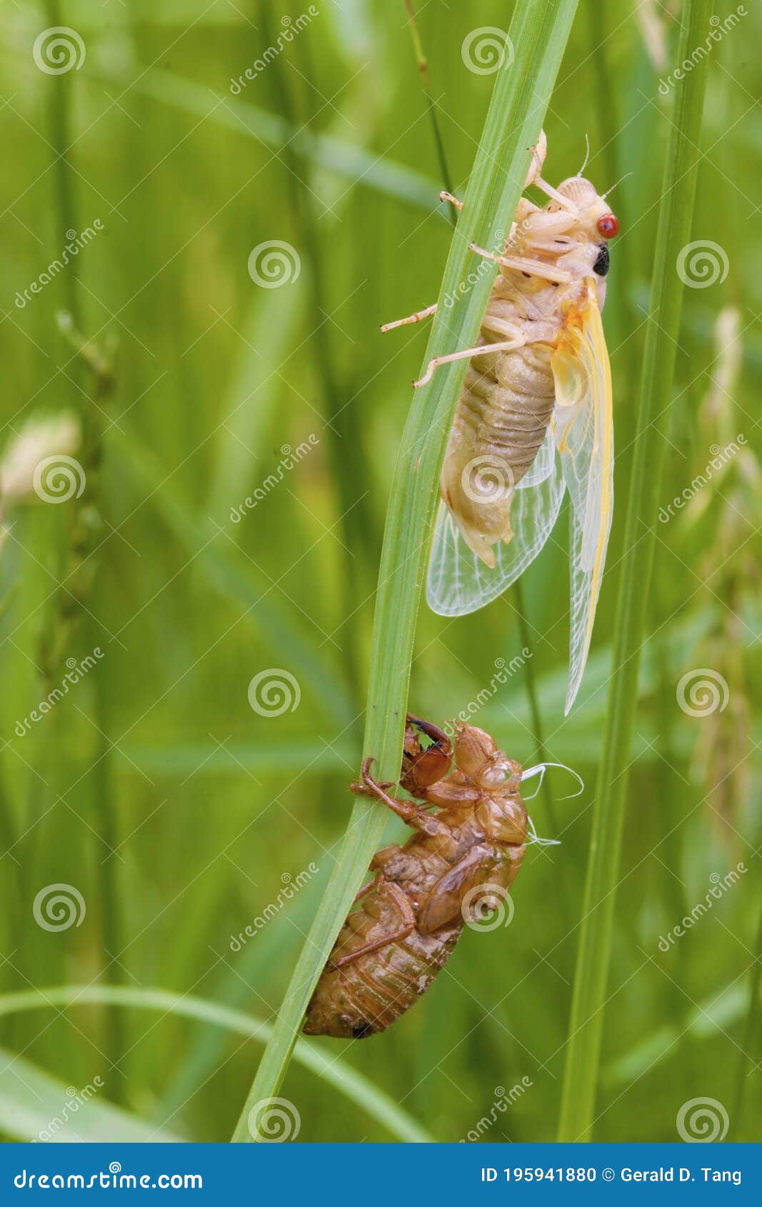 linnaeus` 17-year cicada molt  706105