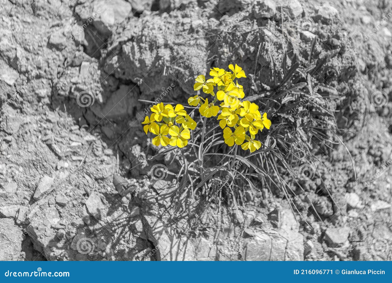 Alpine Yellow Flowers Living On Nude Rocks Color Isolation Effect Stock Image Image Of Macro