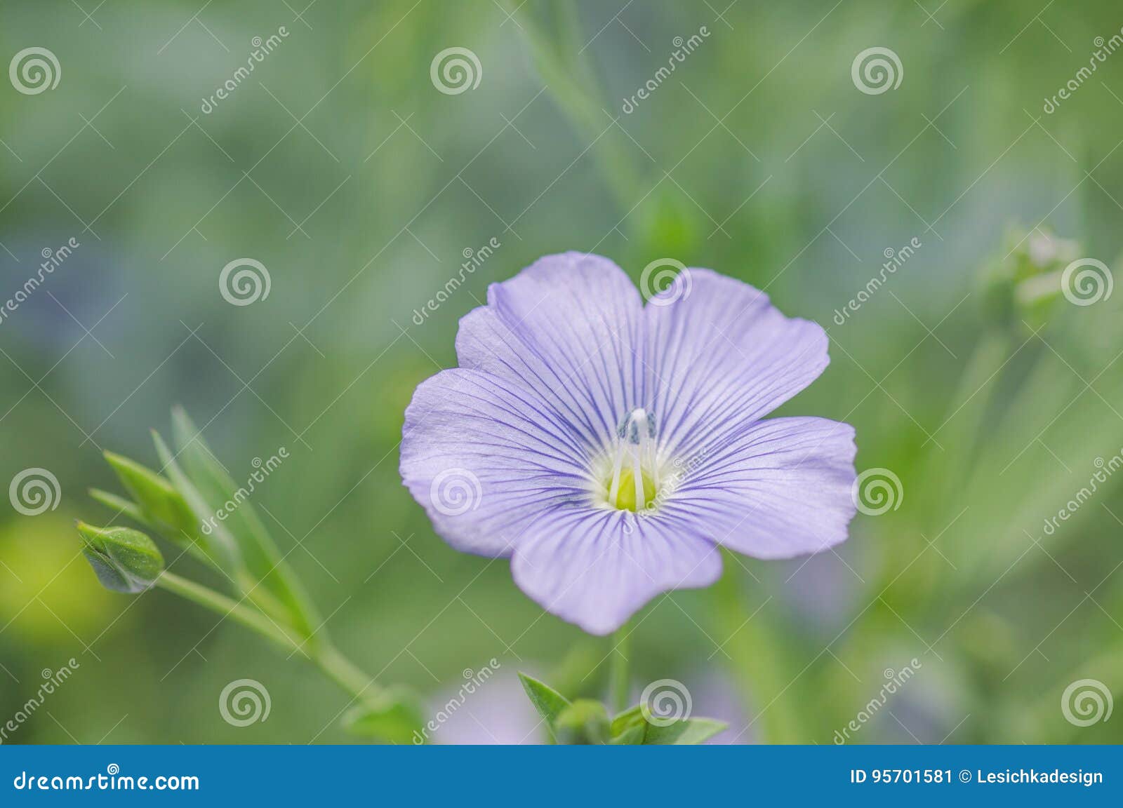 Linum Lewisii花蓝色胡麻花库存图片 图片包括有 Linum Lewisii花蓝色胡麻花库存图片 图片包括有