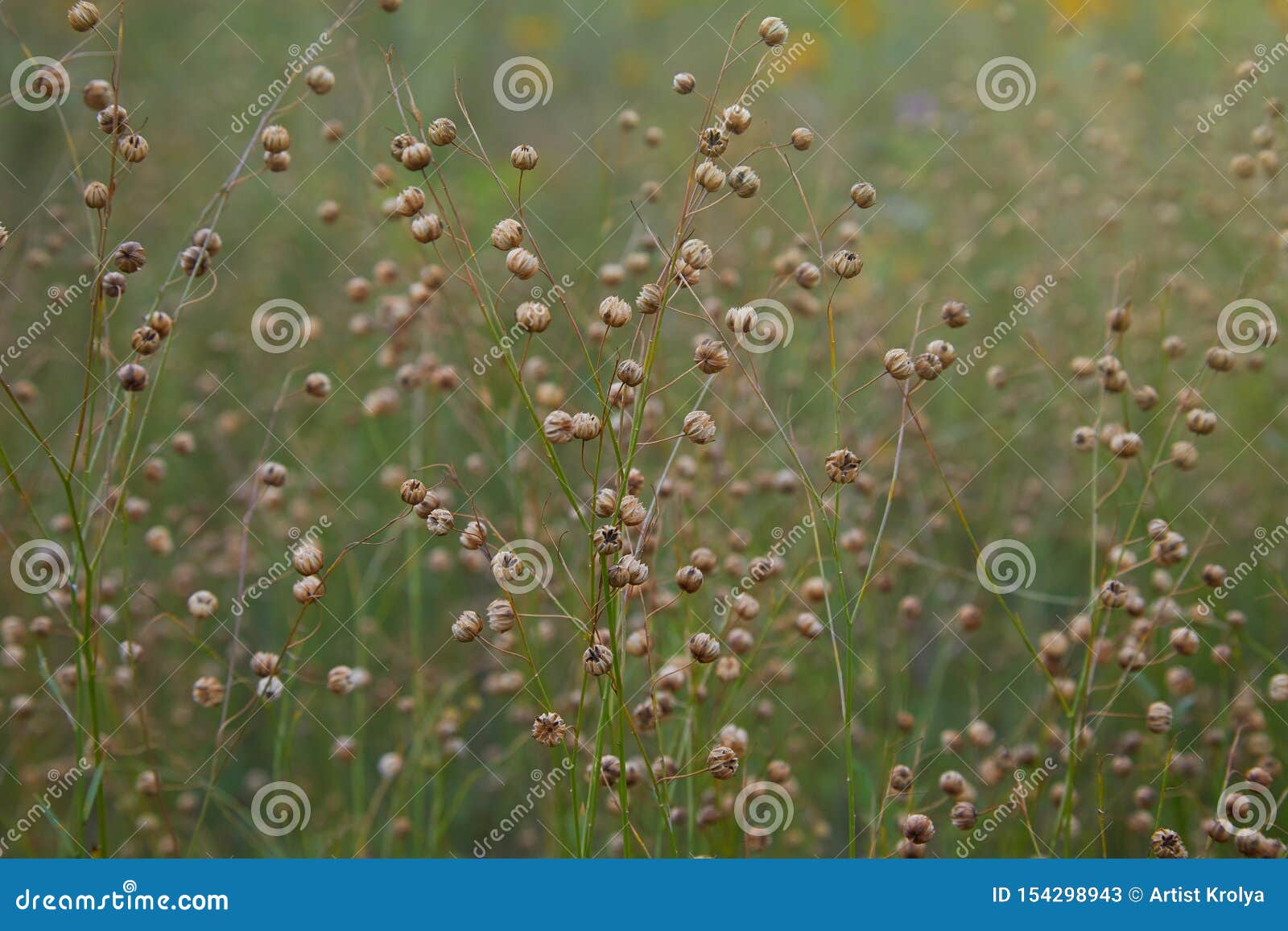 linum perenne perennial flax, blue flax or lint.