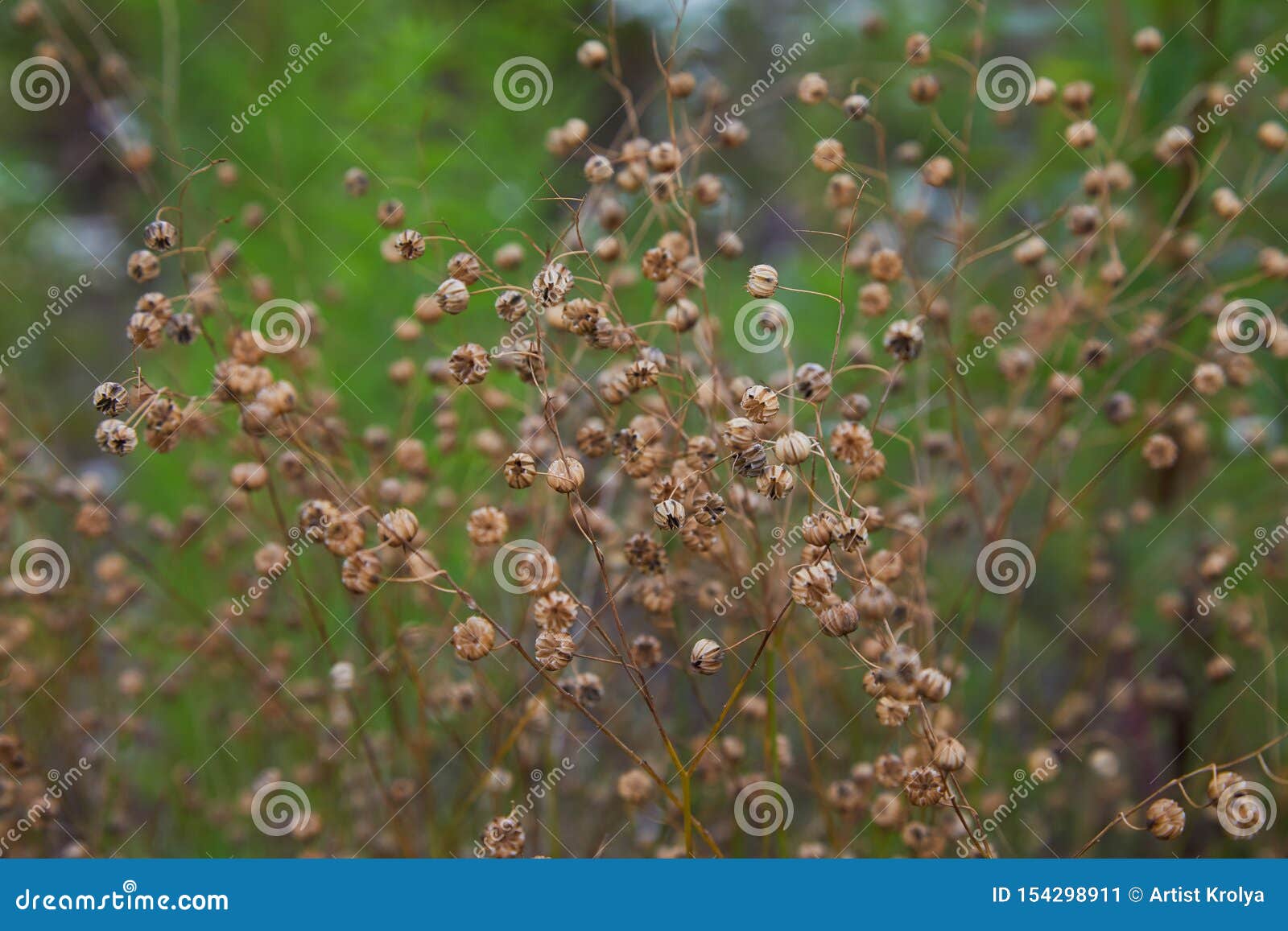 linum perenne perennial flax, blue flax or lint.