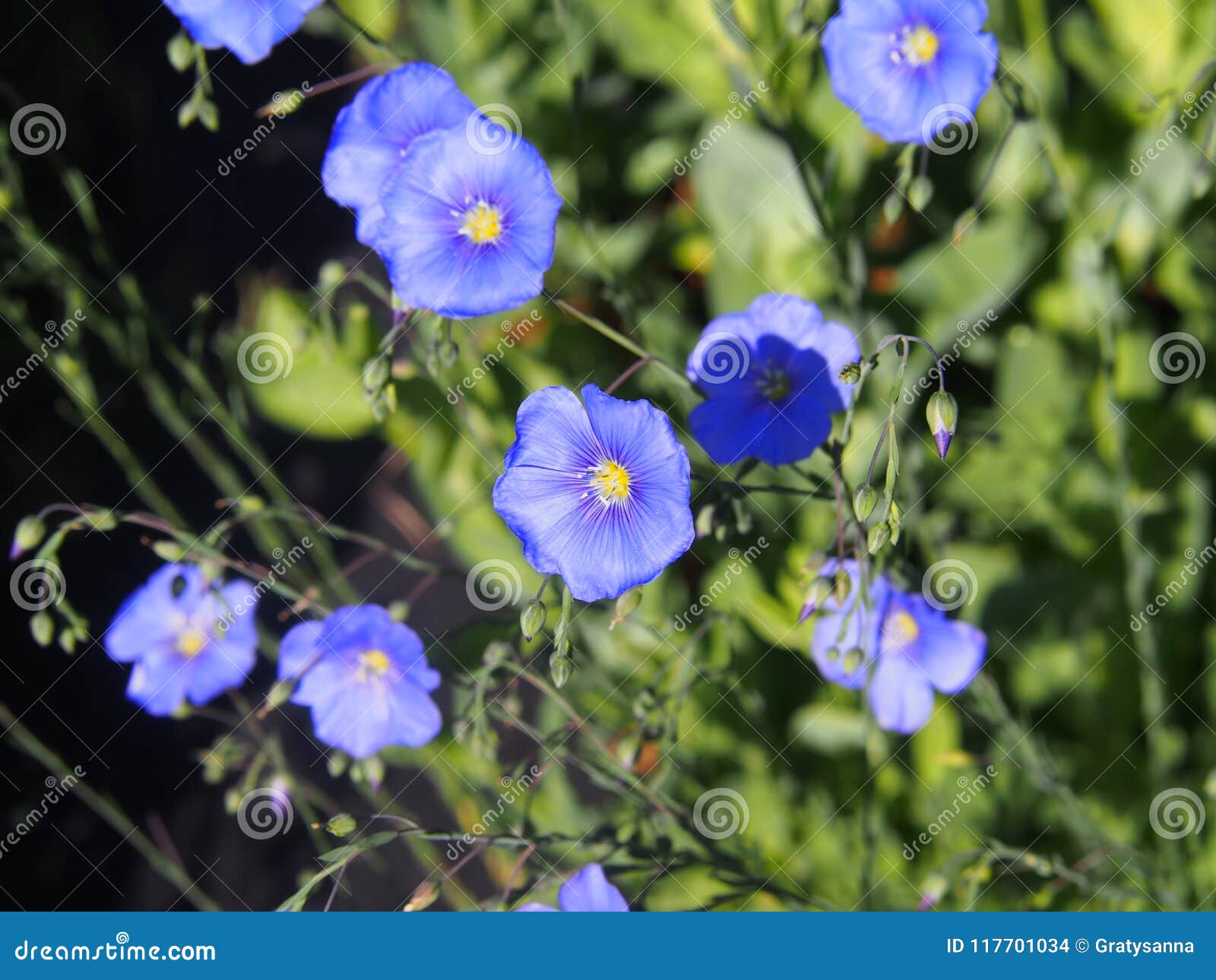 linum perenne - perennial flax, blue flax