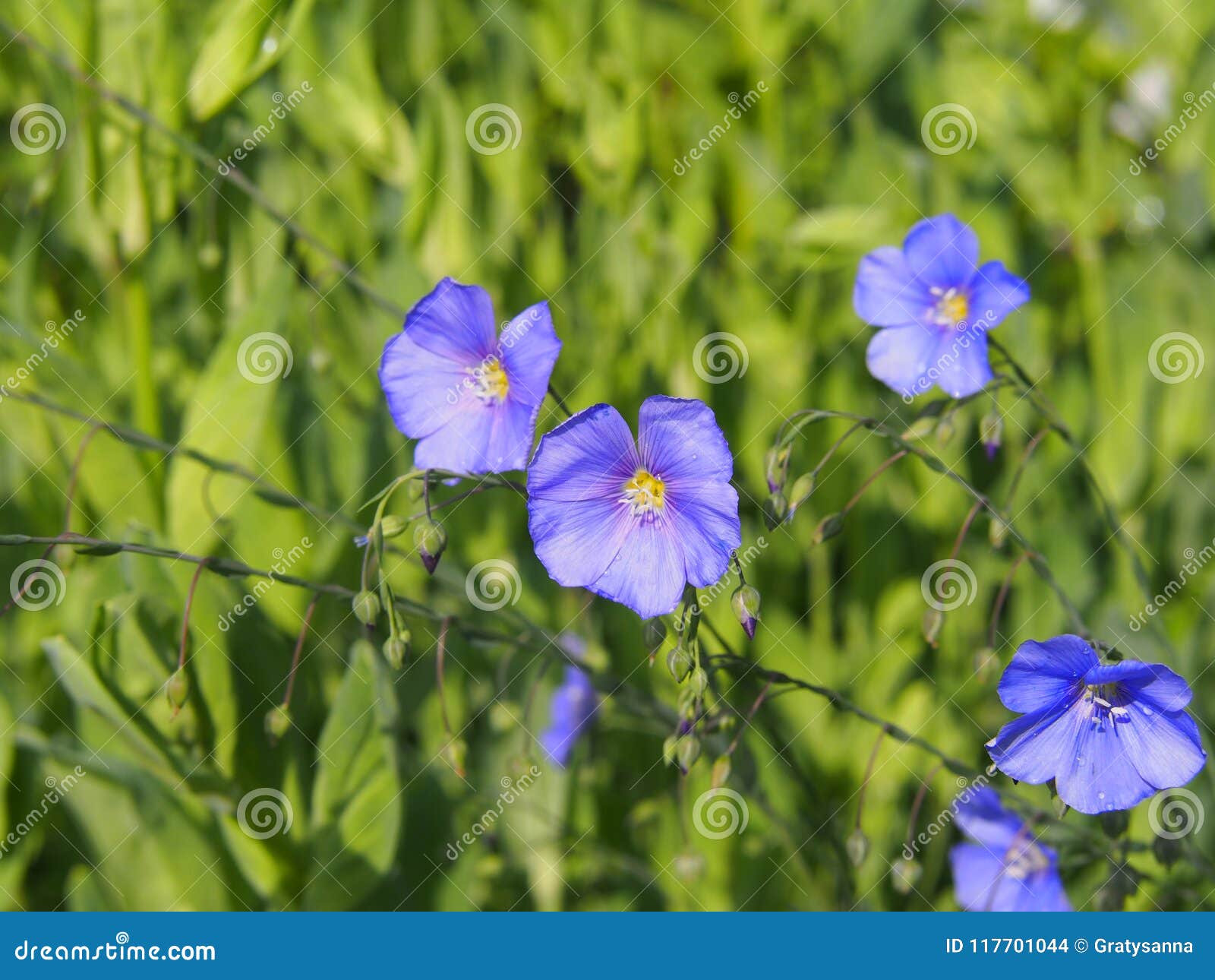 linum perenne - perennial flax, blue flax