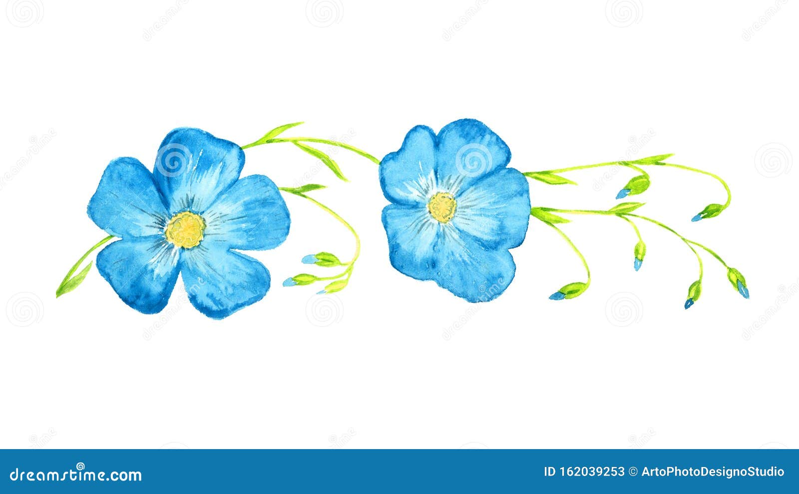 linum perenne perennial flax, blue flax, lint blue flowers on green stems with buds,  hand painted watercolor