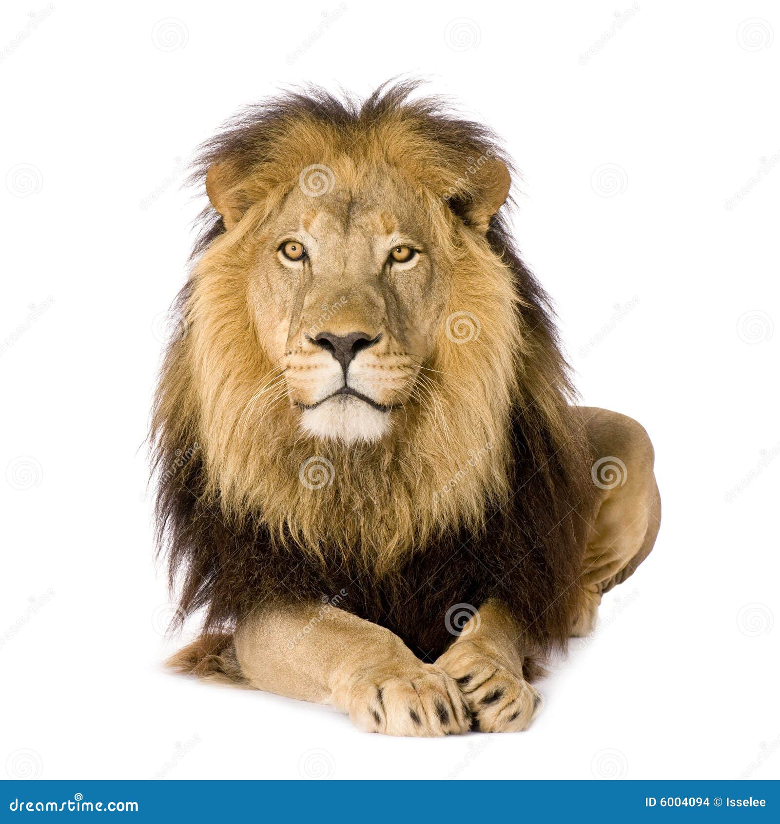 lion (4 and a half years) - panthera leo