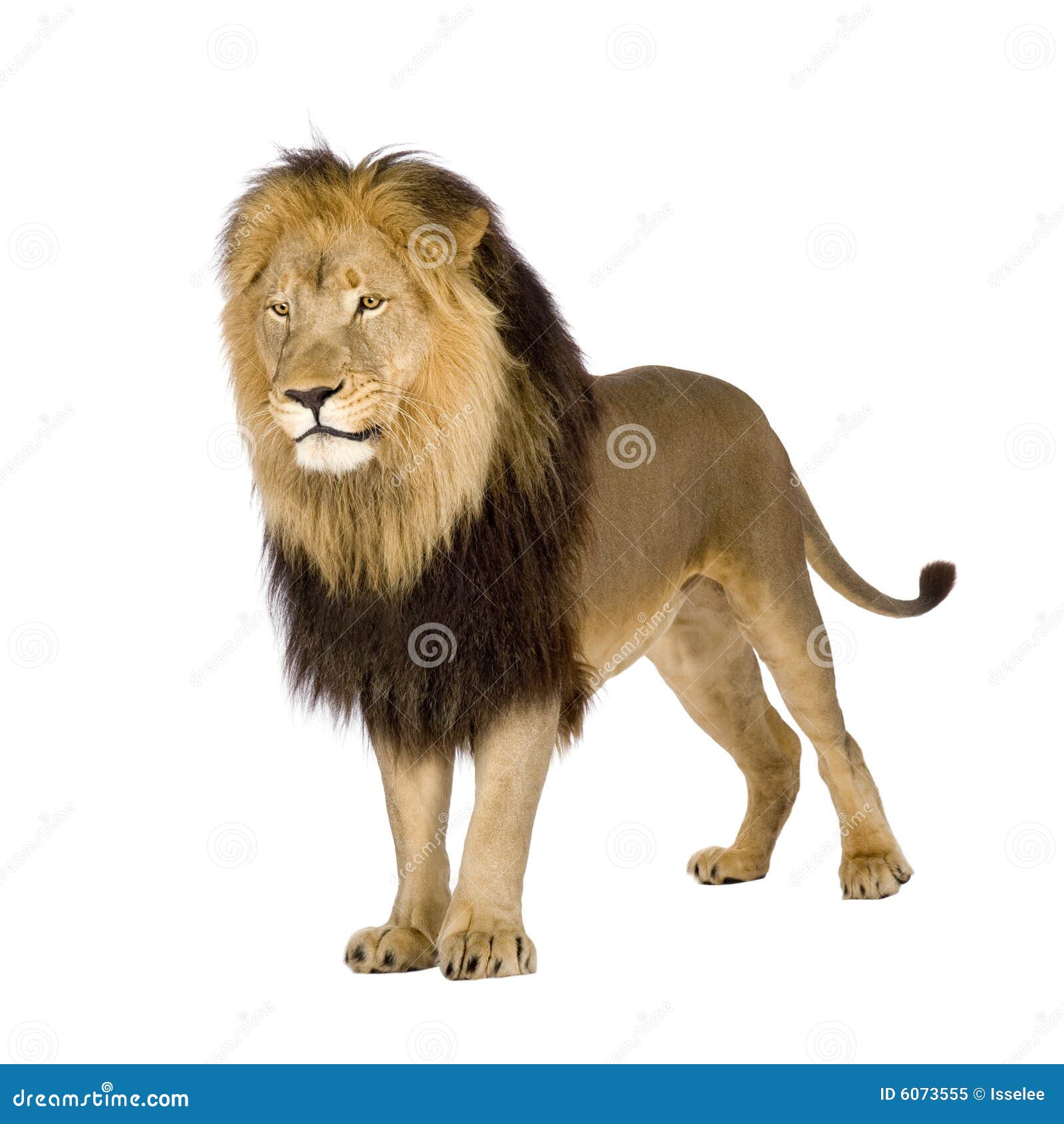 Lion (4 and a Half Years) - Panthera Leo Stock Image - Image of animal ...