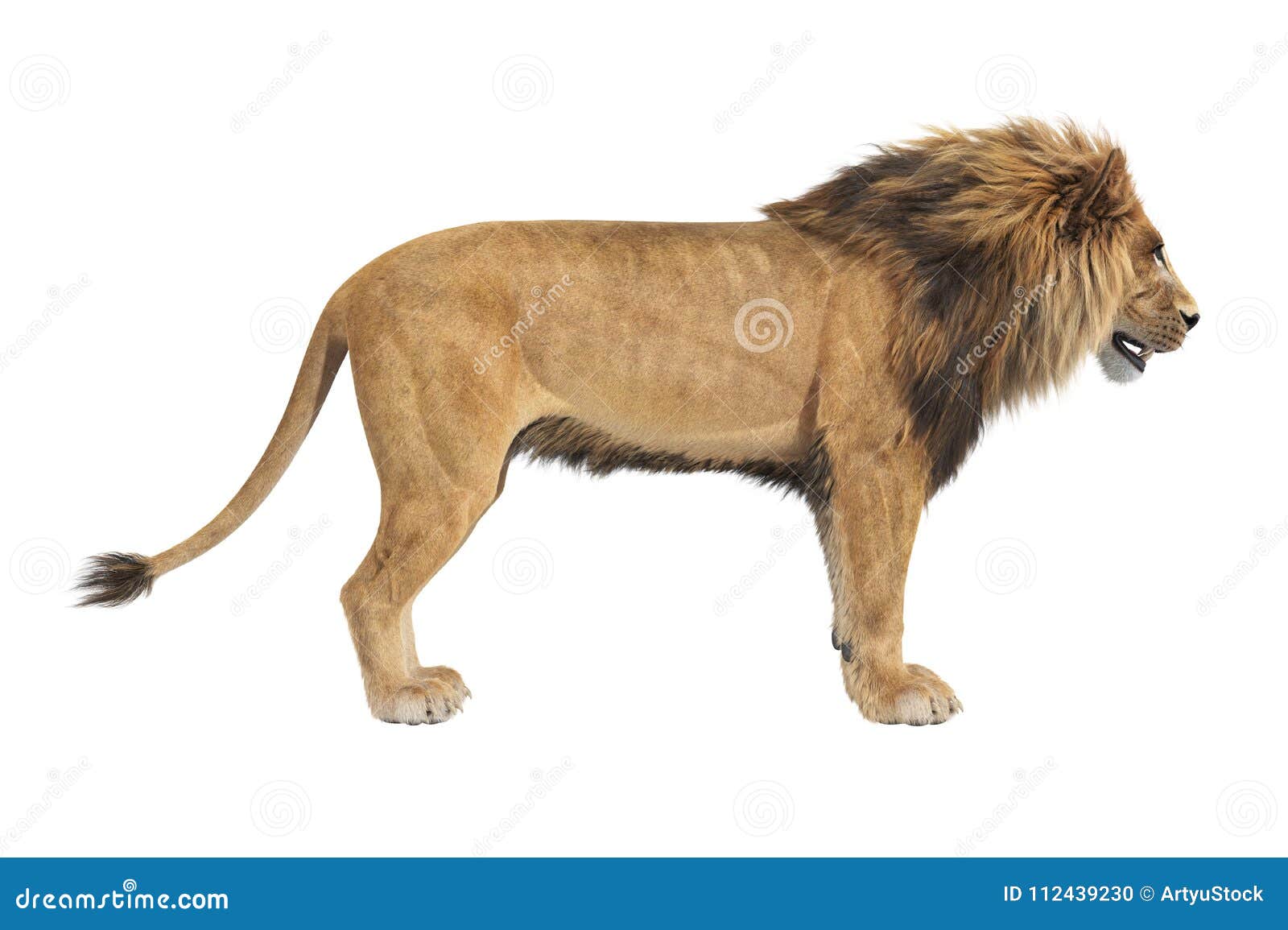 Lion Animal African, Side View Stock Illustration - Illustration ...