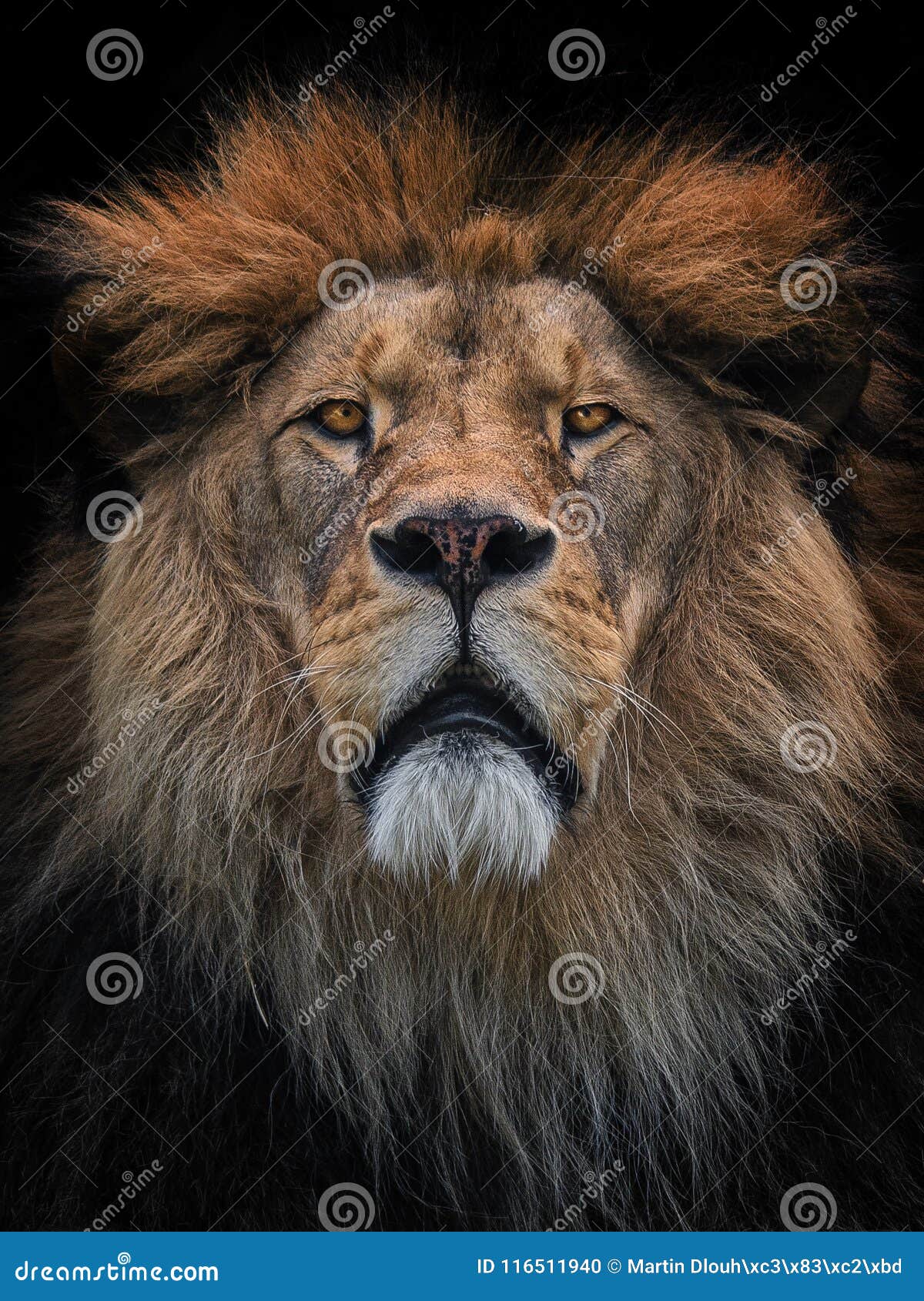 lion berber