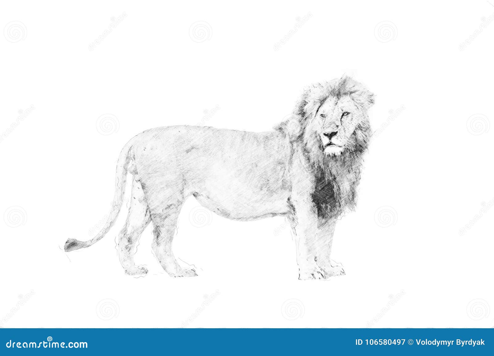 Pencil Drawing Lion White And Grey // ESP-ENG | PeakD