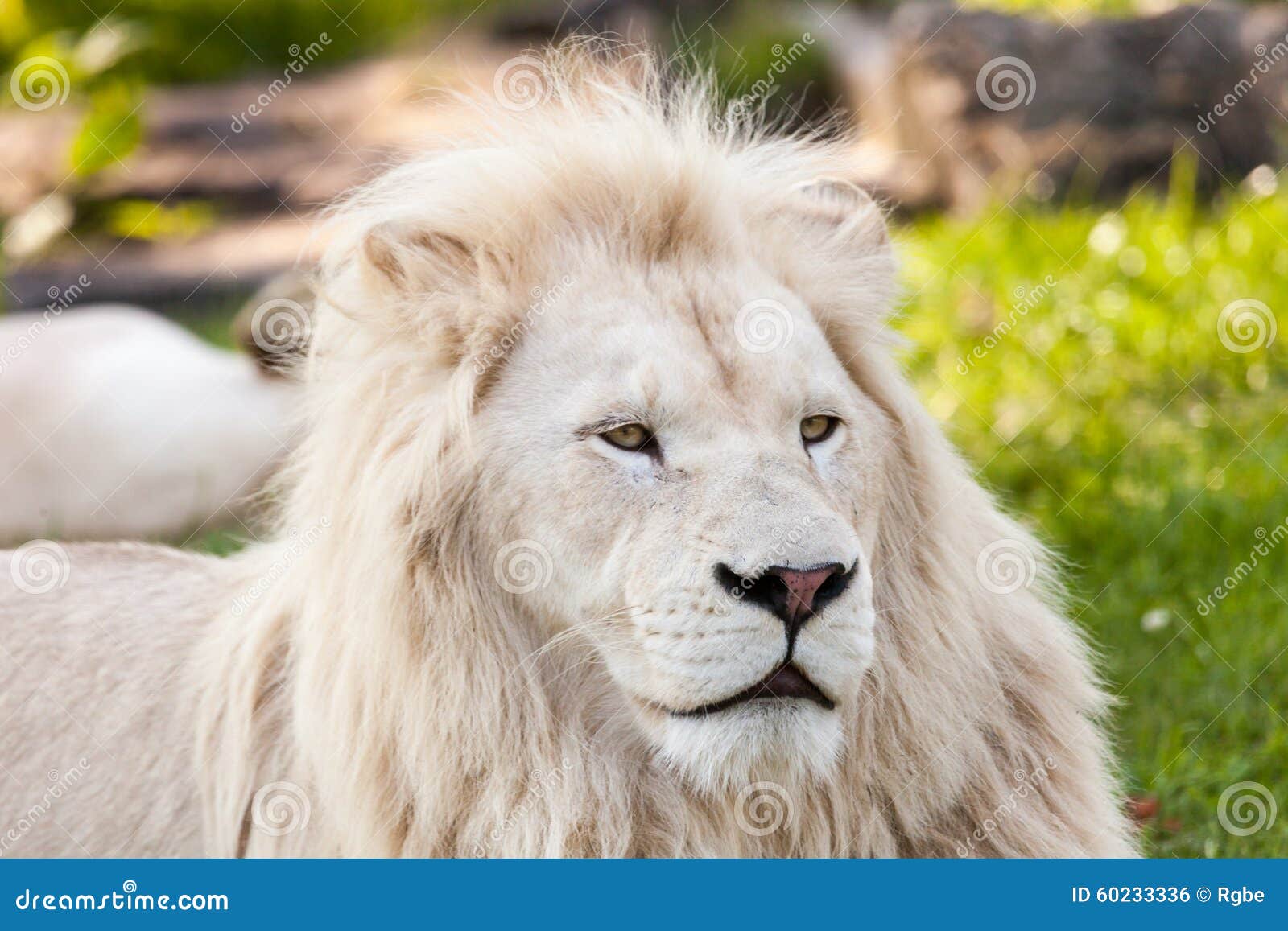 Lion Blanc Photo Stock Image Du Favoris Blanc Lion