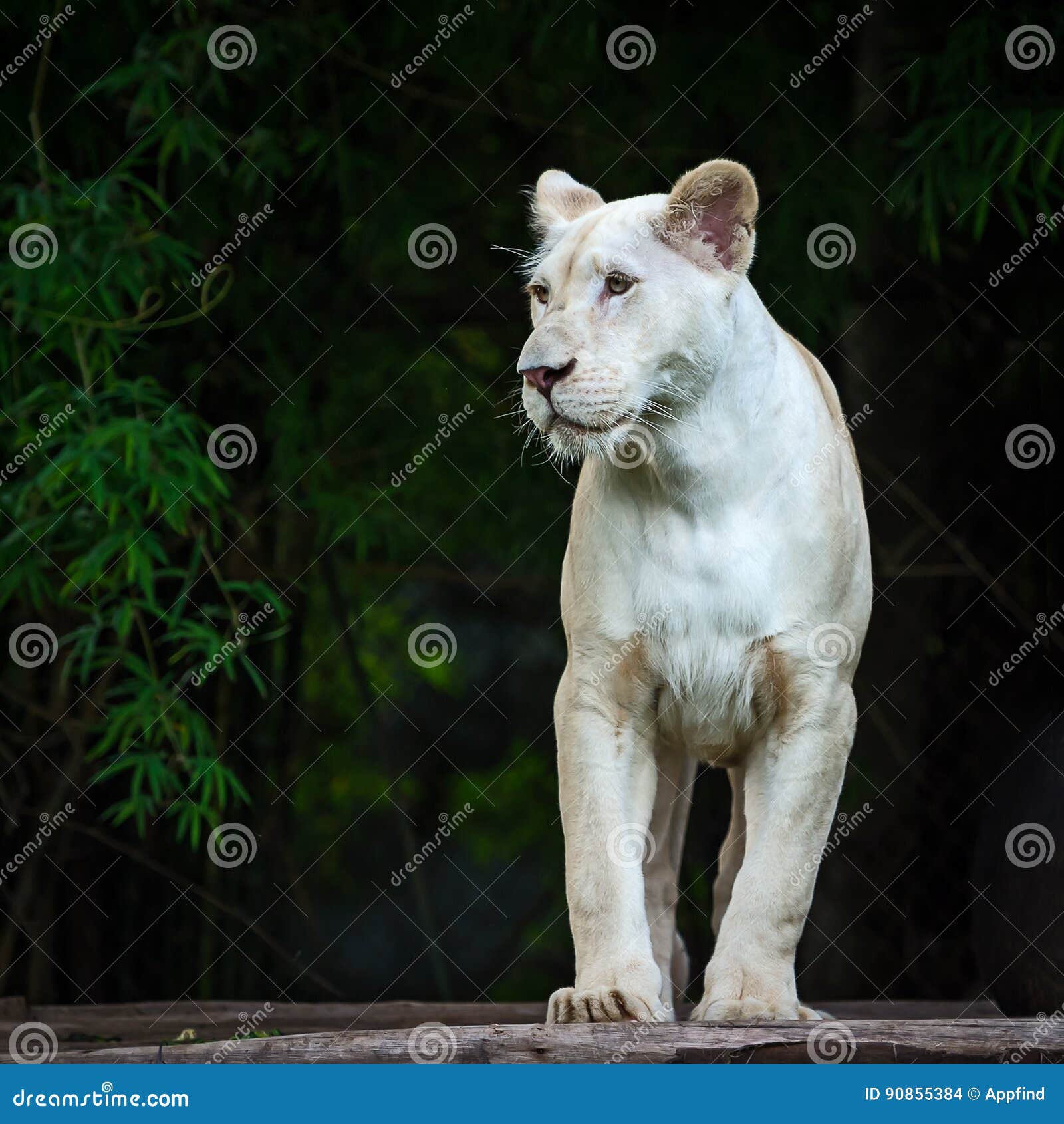 Lion Blanc De Bebe Photo Stock Image Du Lion Somnolence Lion Blanc De Bebe Photo Stock Image Du Lion Somnolence