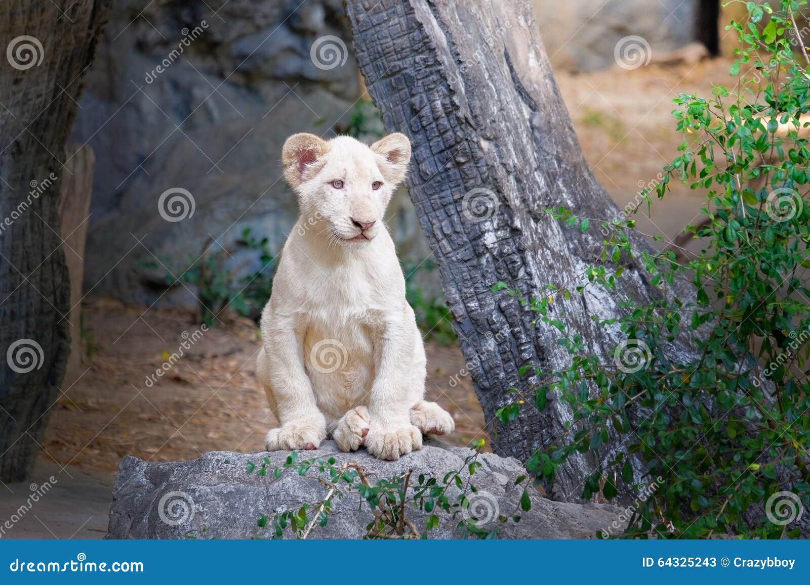 Lion Blanc De Bebe Mignon Sur La Roche Image Stock Image Du Fuselage Economie Lion Blanc De Bebe Mignon Sur La Roche Image Stock Image Du Fuselage Economie