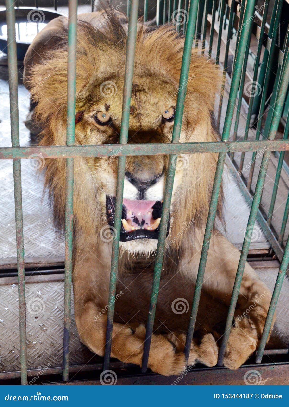 Lion in cage editorial photography. Image of park, lion - 153444187