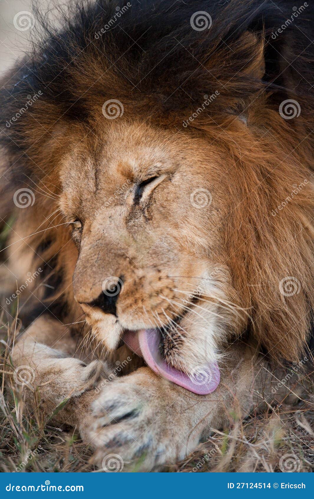 Lion cleaning himself stock photo. Image of africa, pink 27124514