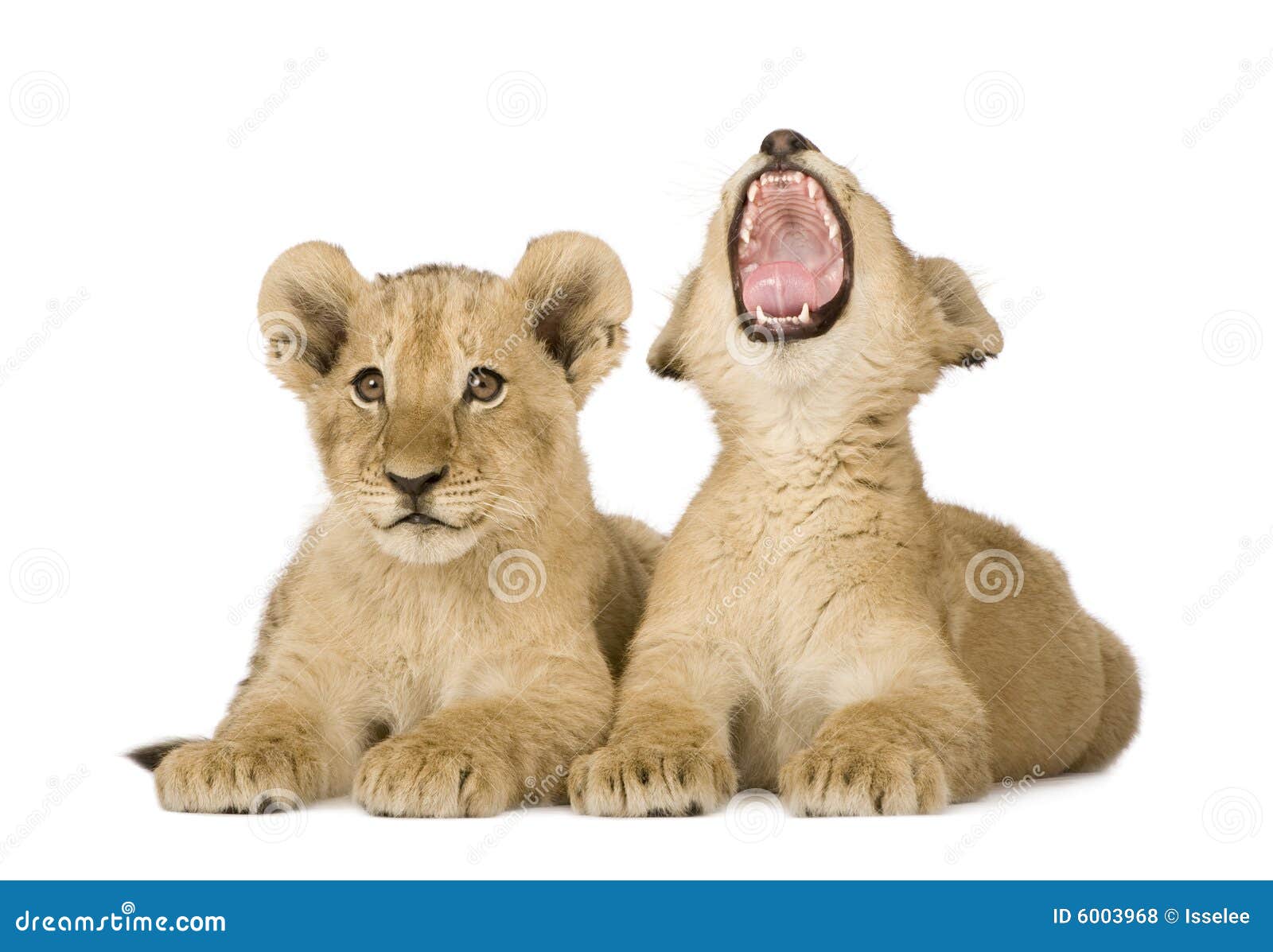 lion cub (4 months)