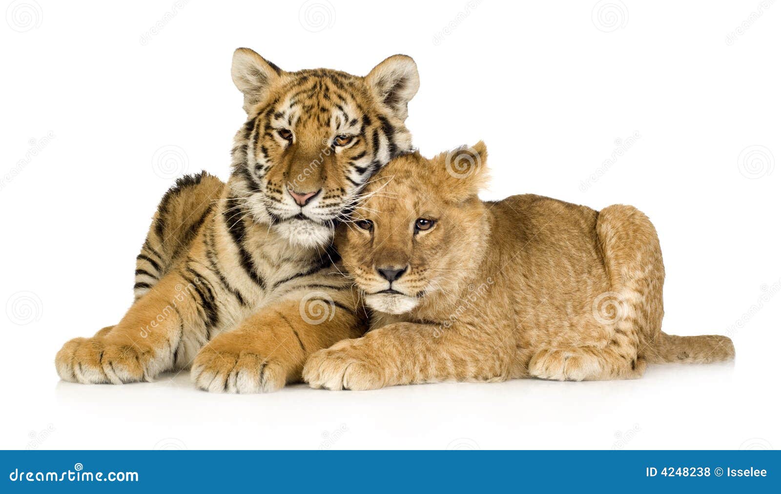 Lion And Tiger Together