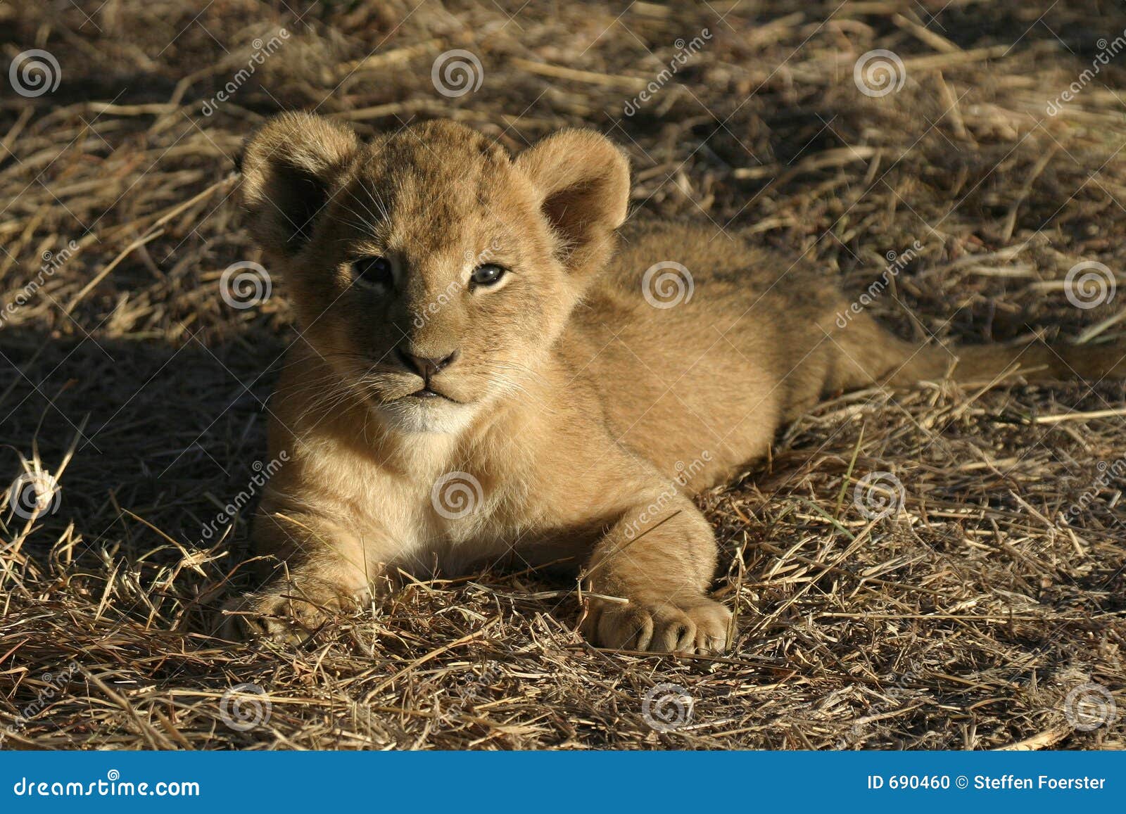 Lion Cub. Verticale d'animal de lion mignon