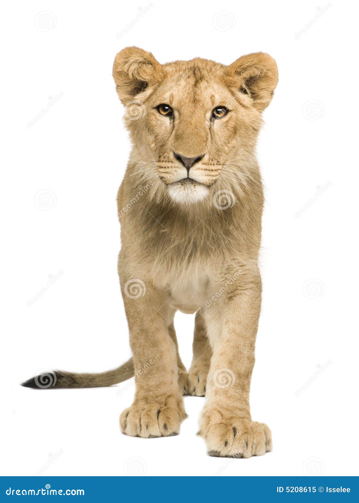Lion Cub 9 Mois Image Stock Image Du Chaton Blanc