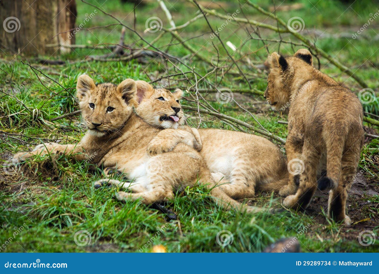 Lion cub litter stock photo. Image of juvenile, sticking 29289734