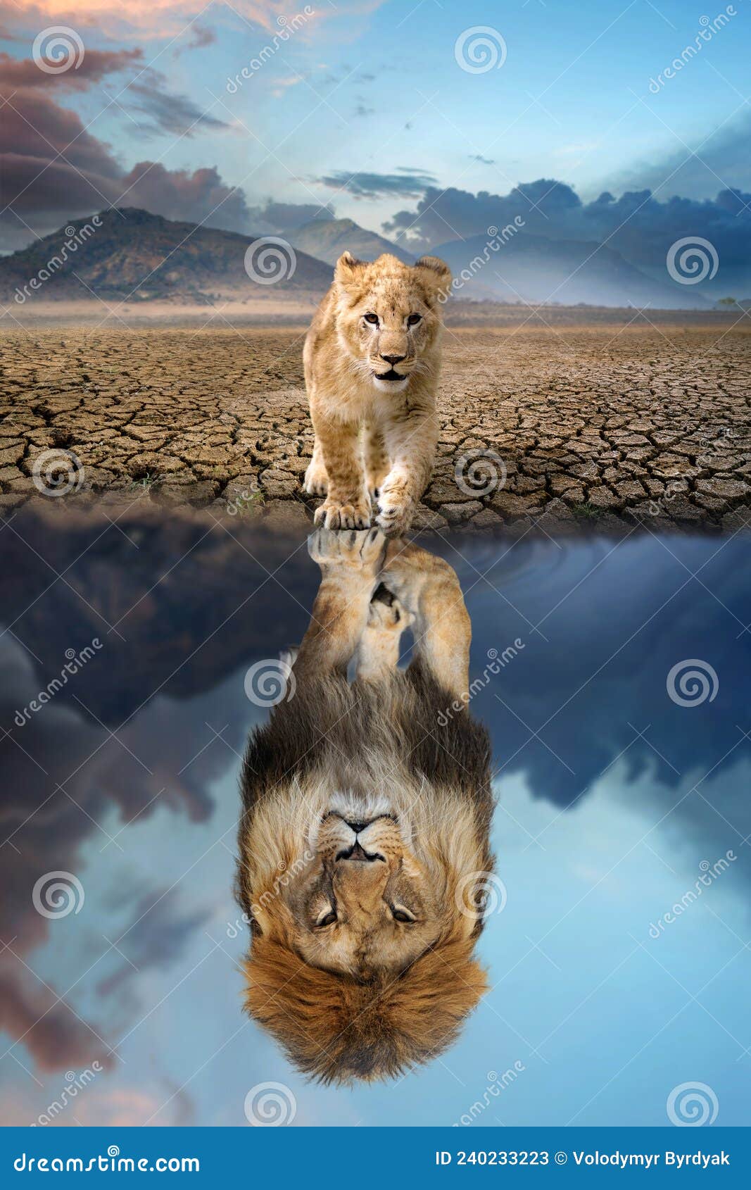 lion cub looking the reflection of an adult lion in the water